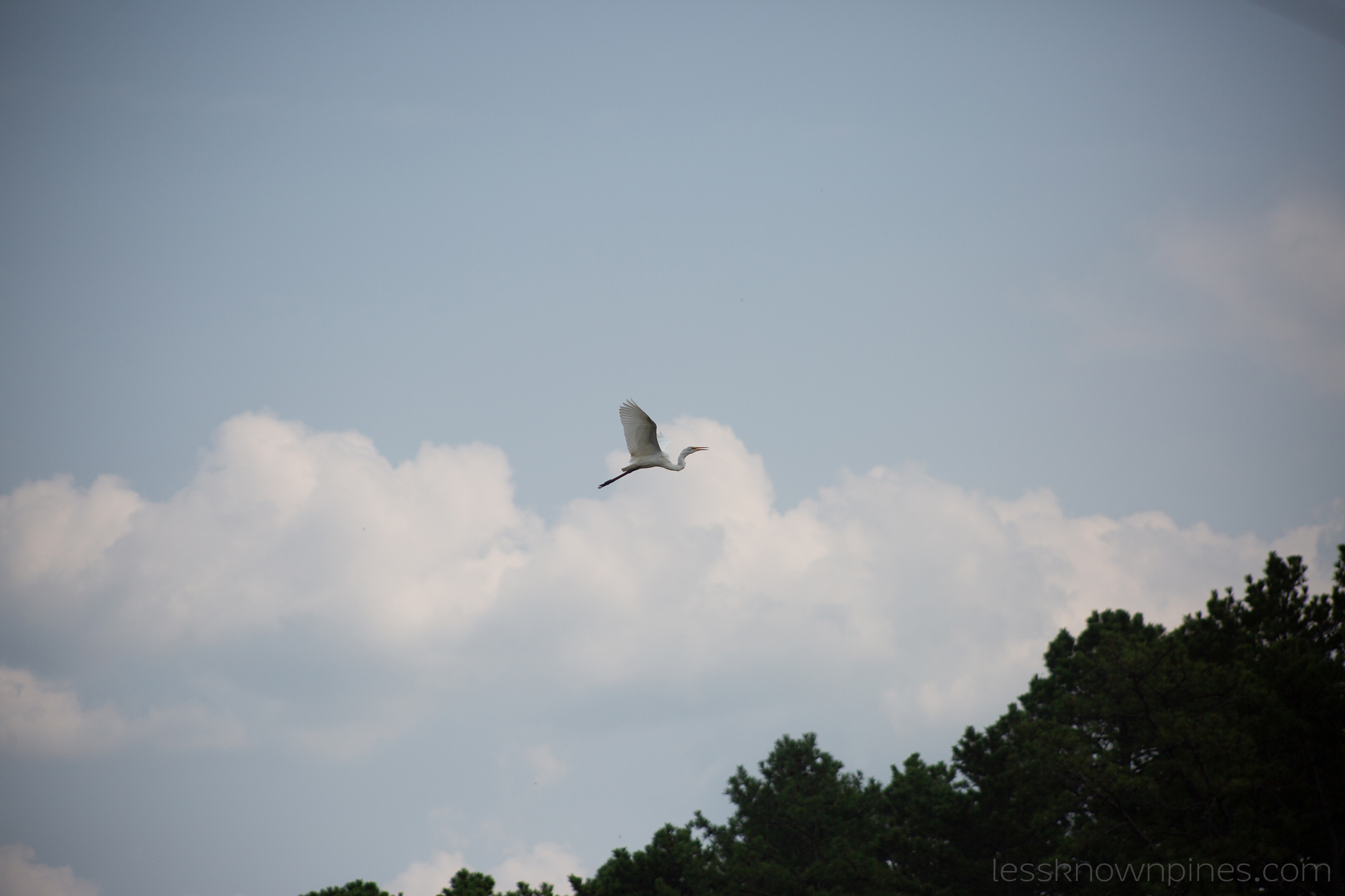 Whooper swan flying