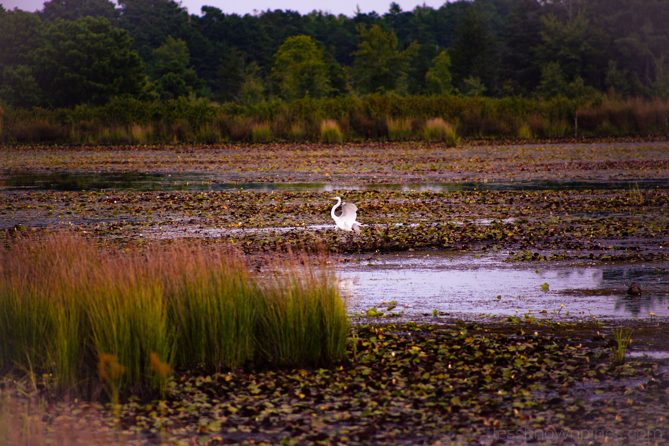 Whooper swan hovering over swamp