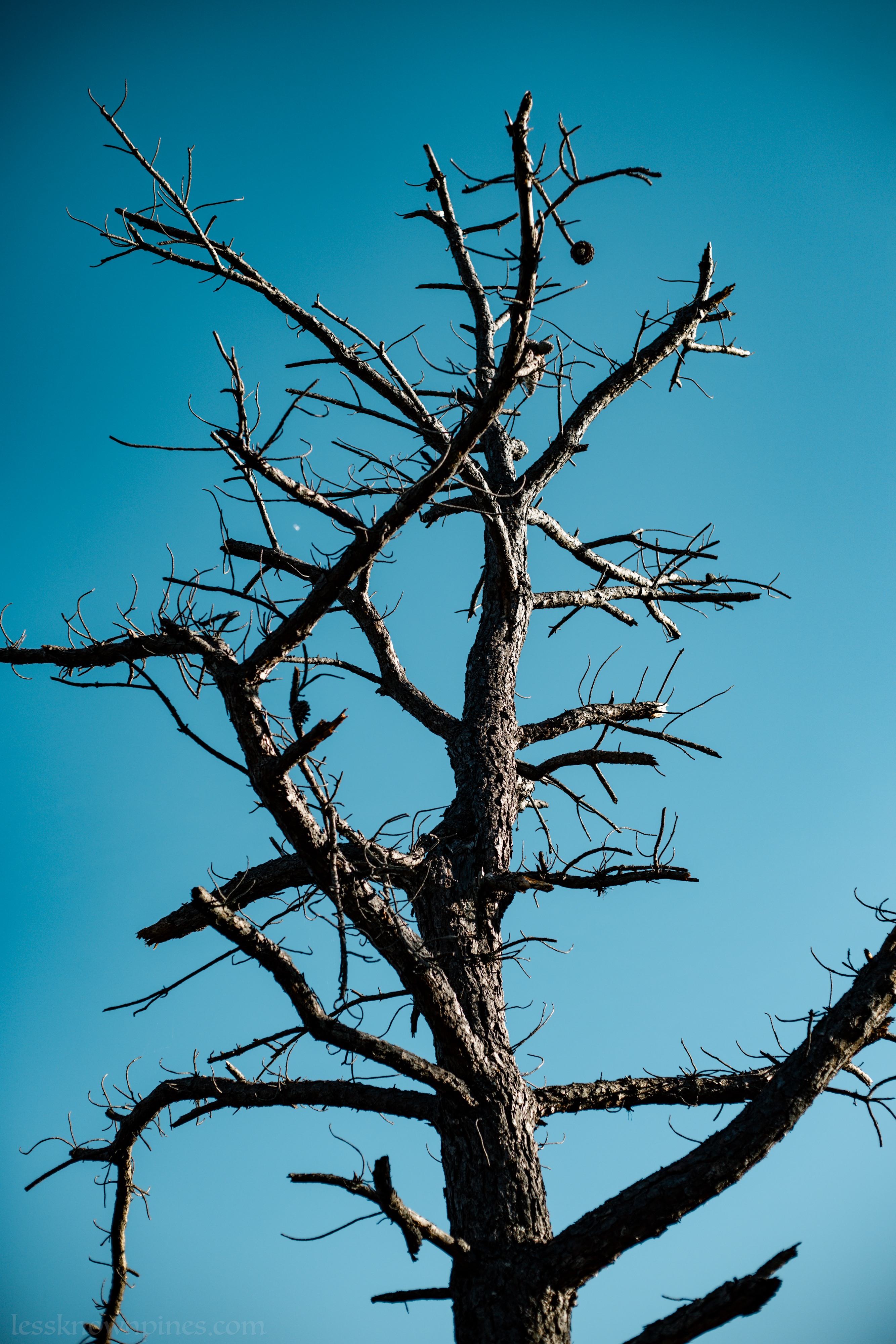 Burnt pine skeleton