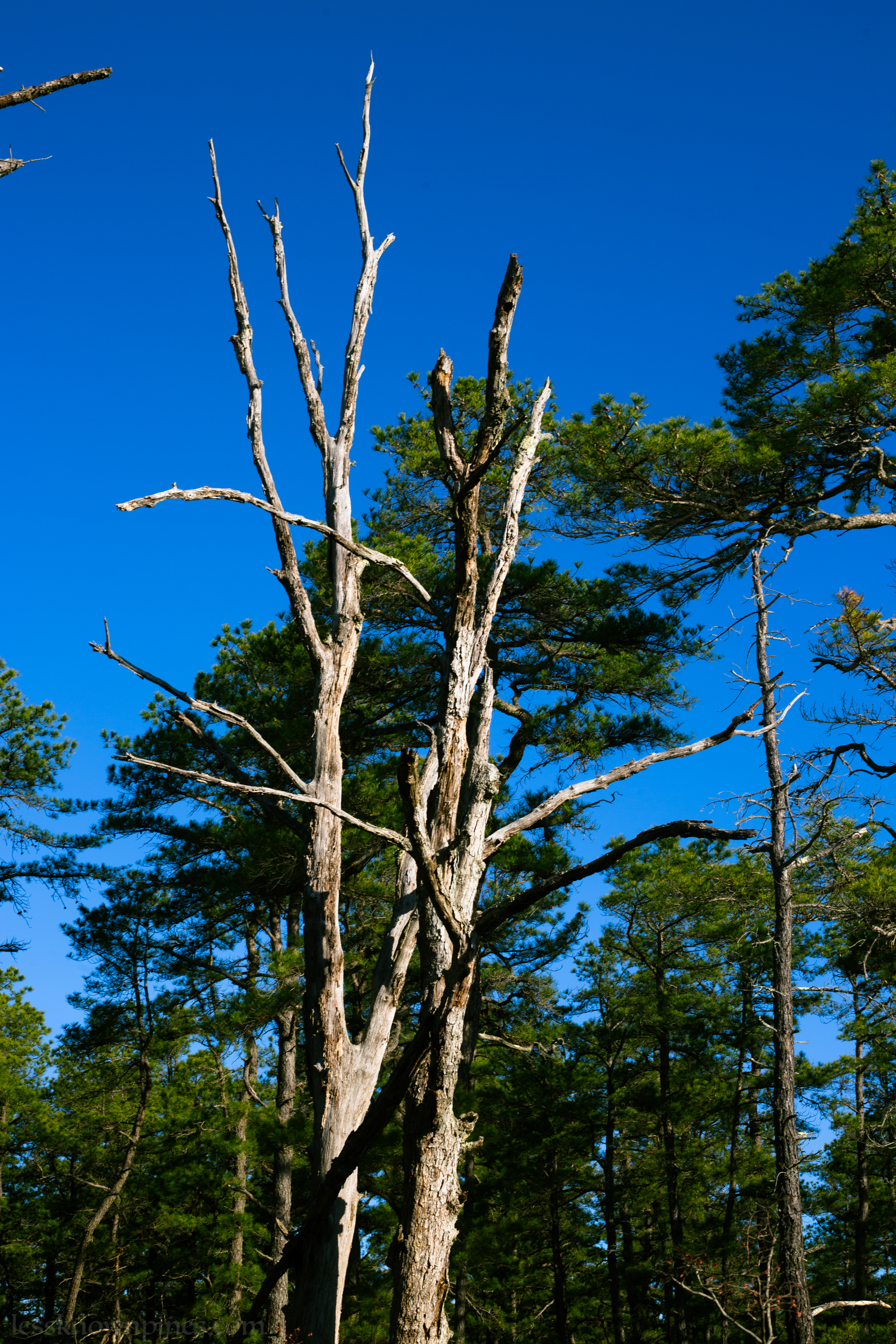 Eaten dead trees