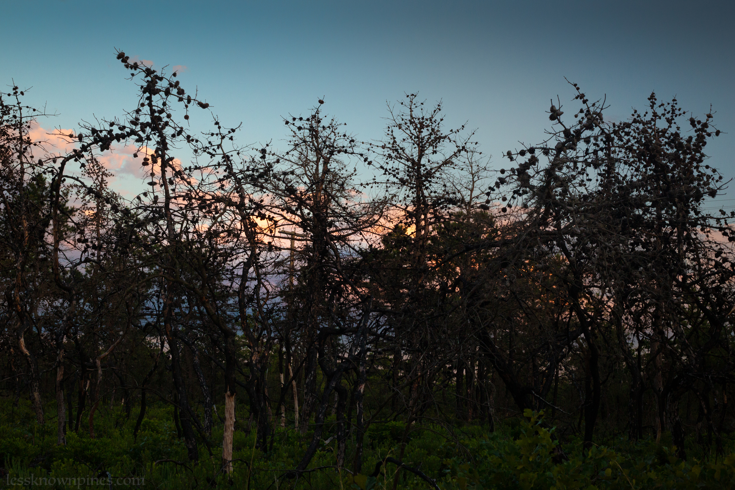 Burnt pygmy trees near main road
