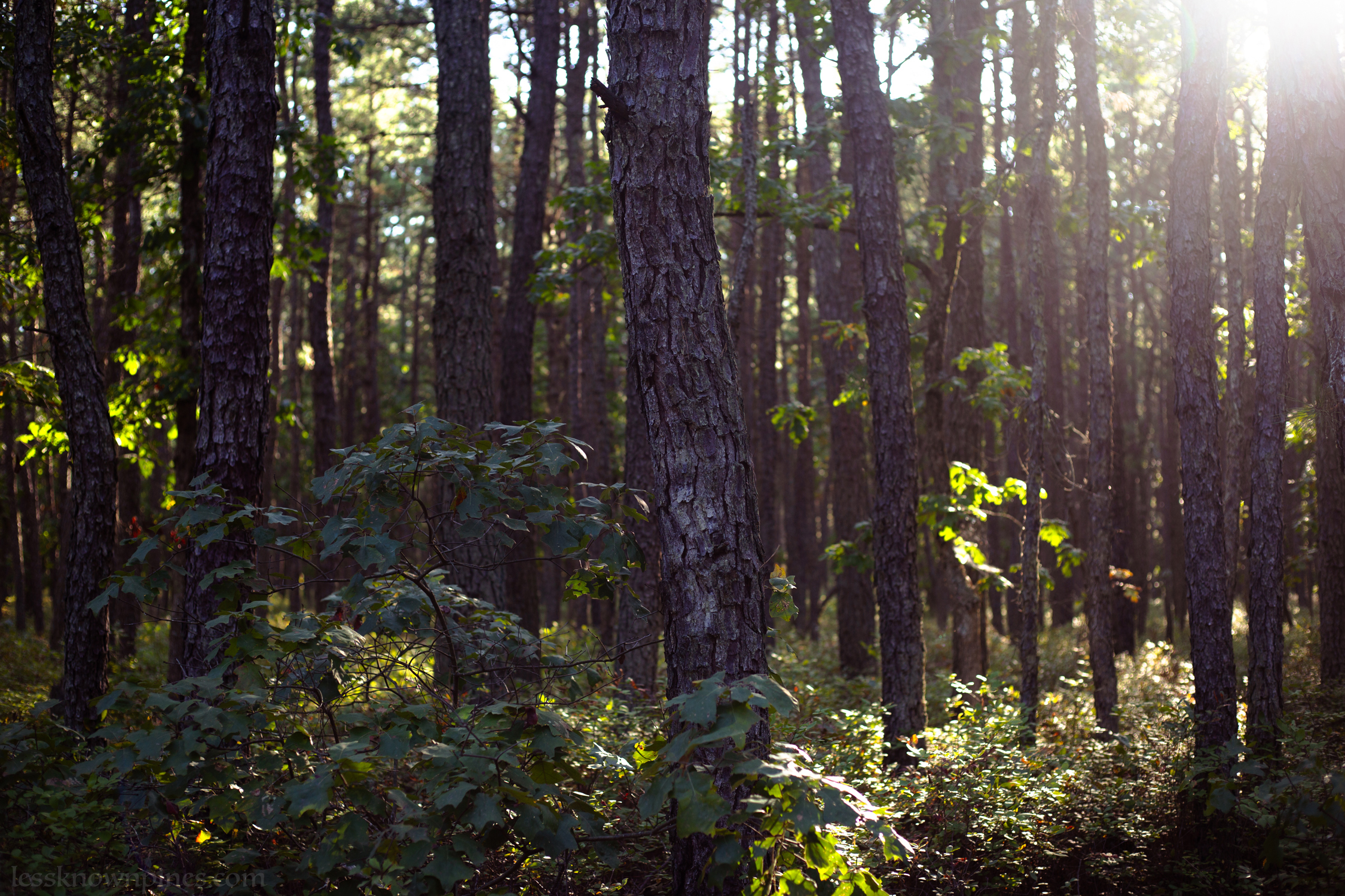 Fall afternoon upland forest