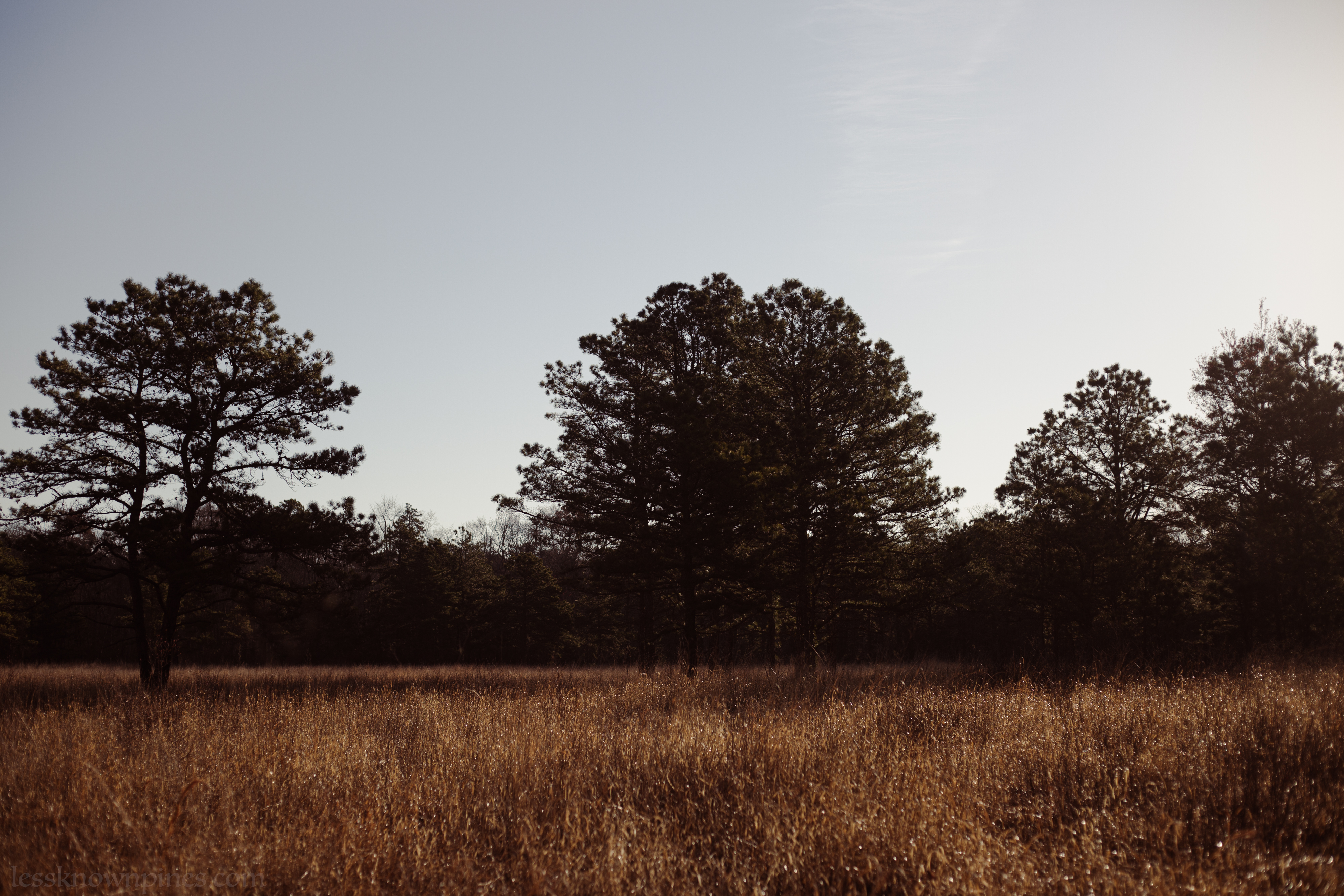 Grassy meadow