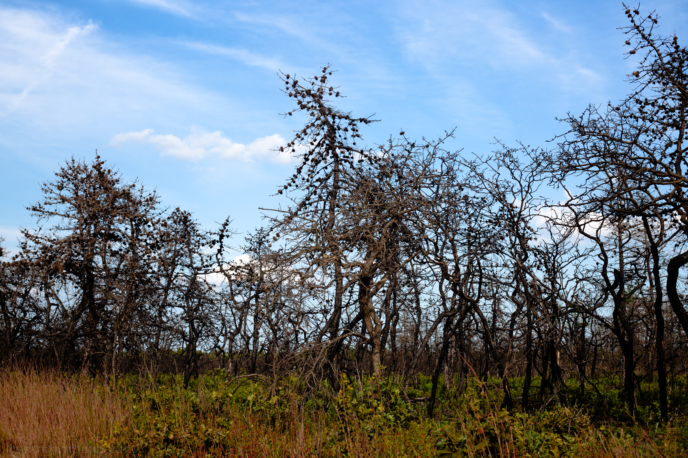 Only the pine cones are left behind