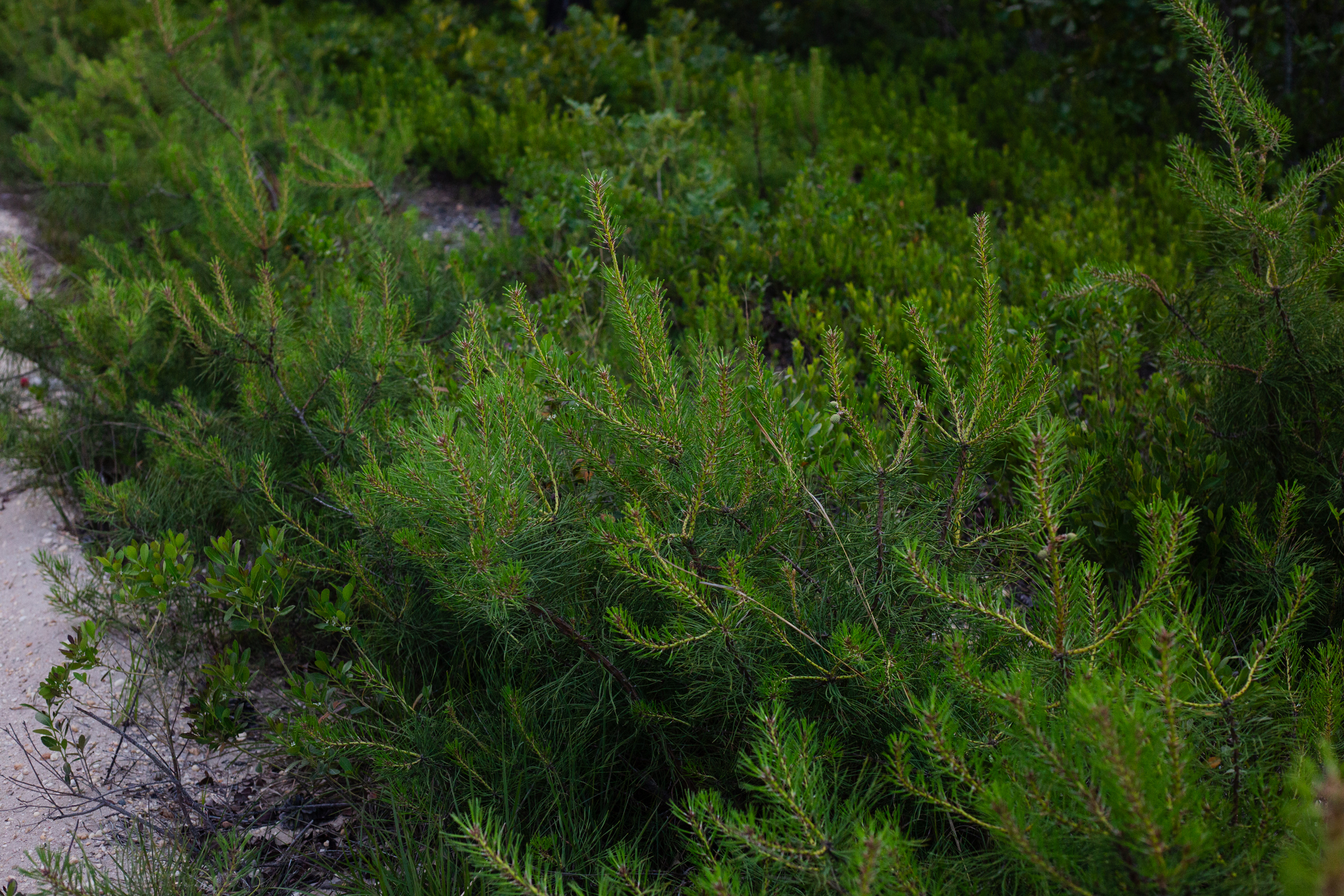 Pine sapling cluster