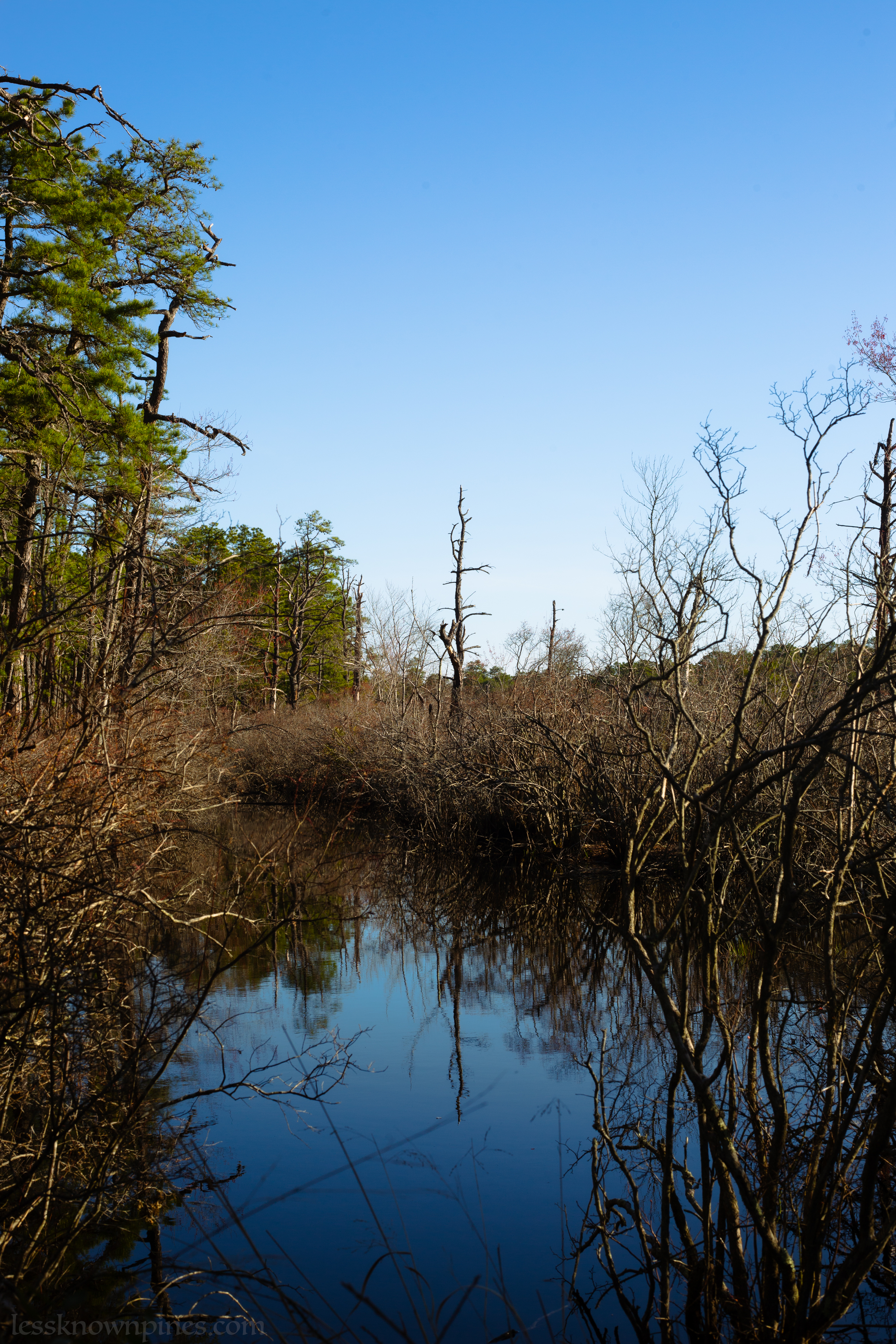 Pond side