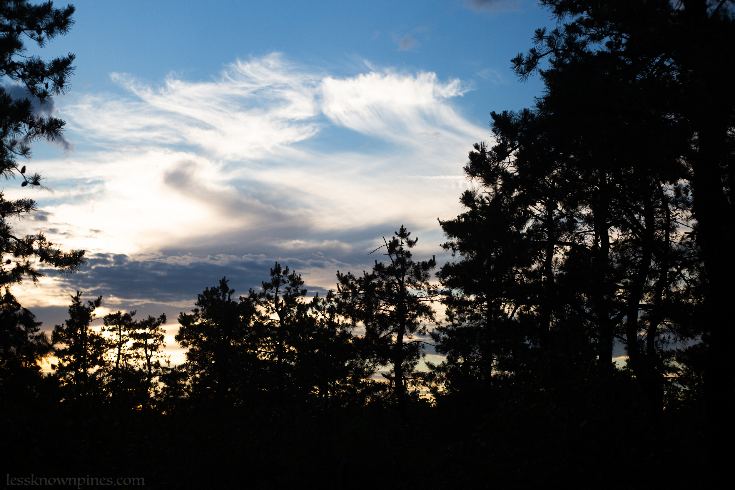 Pygmy pines evening civil twilight
