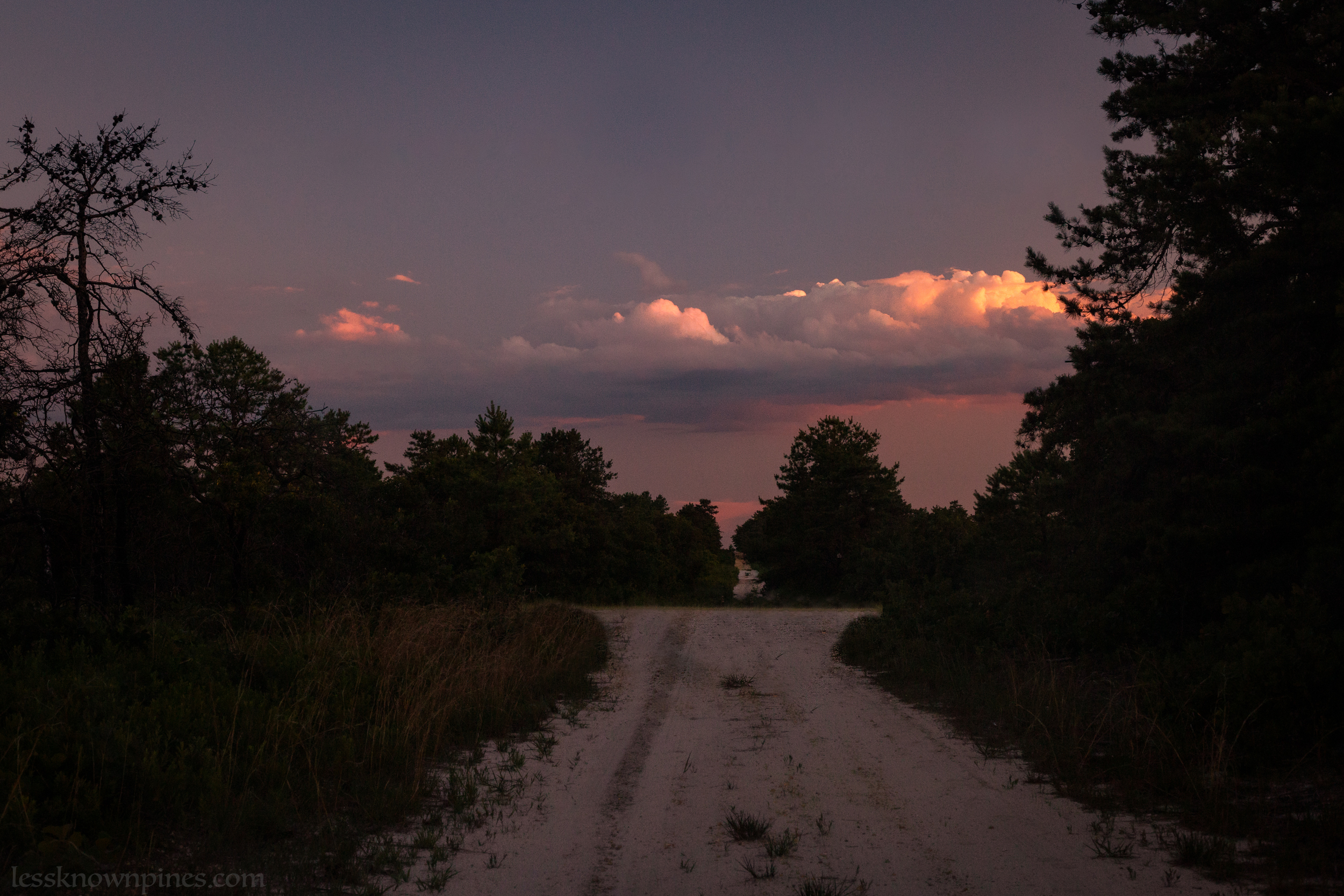 Pygmy pines on dirt road