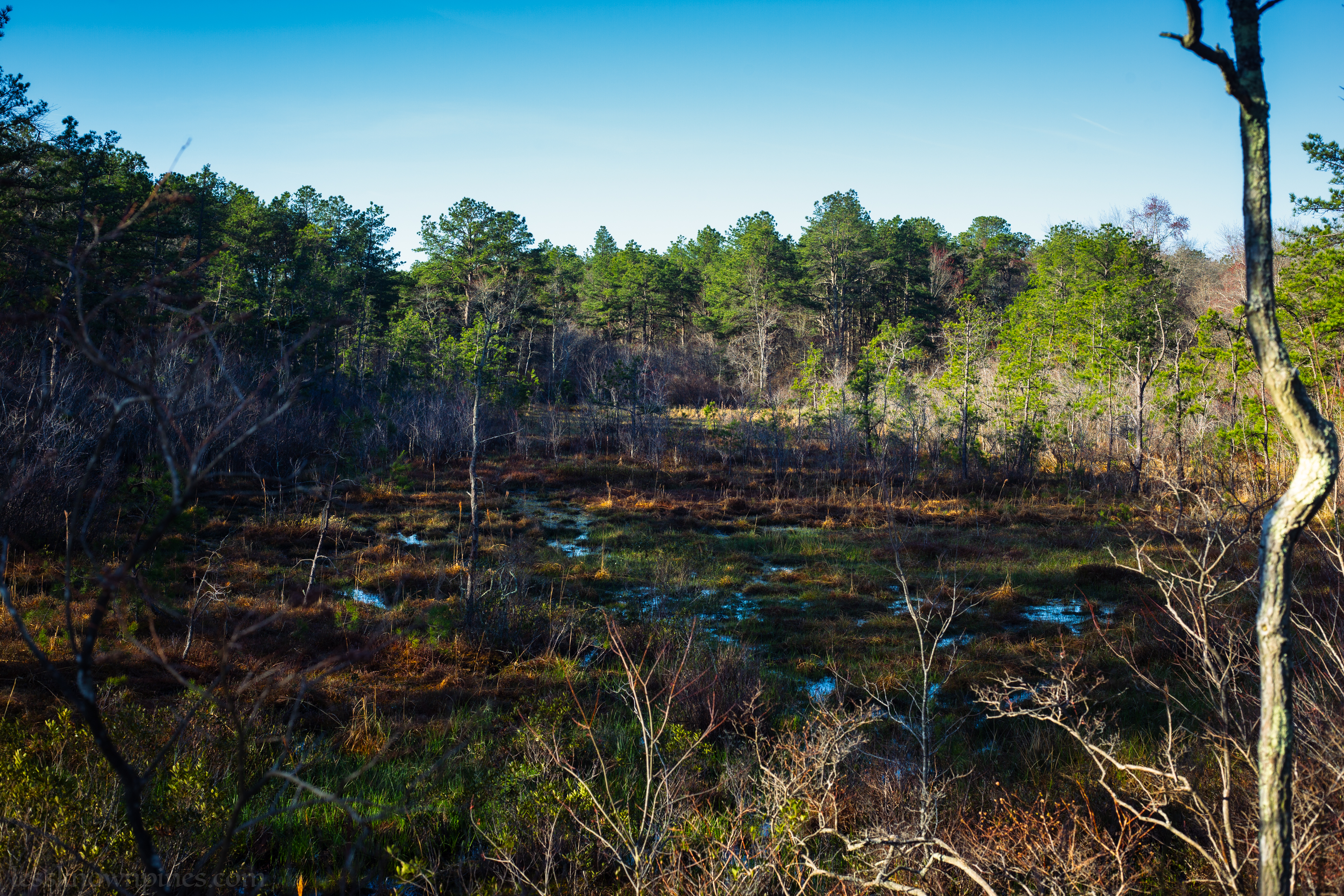 Swamp meadow