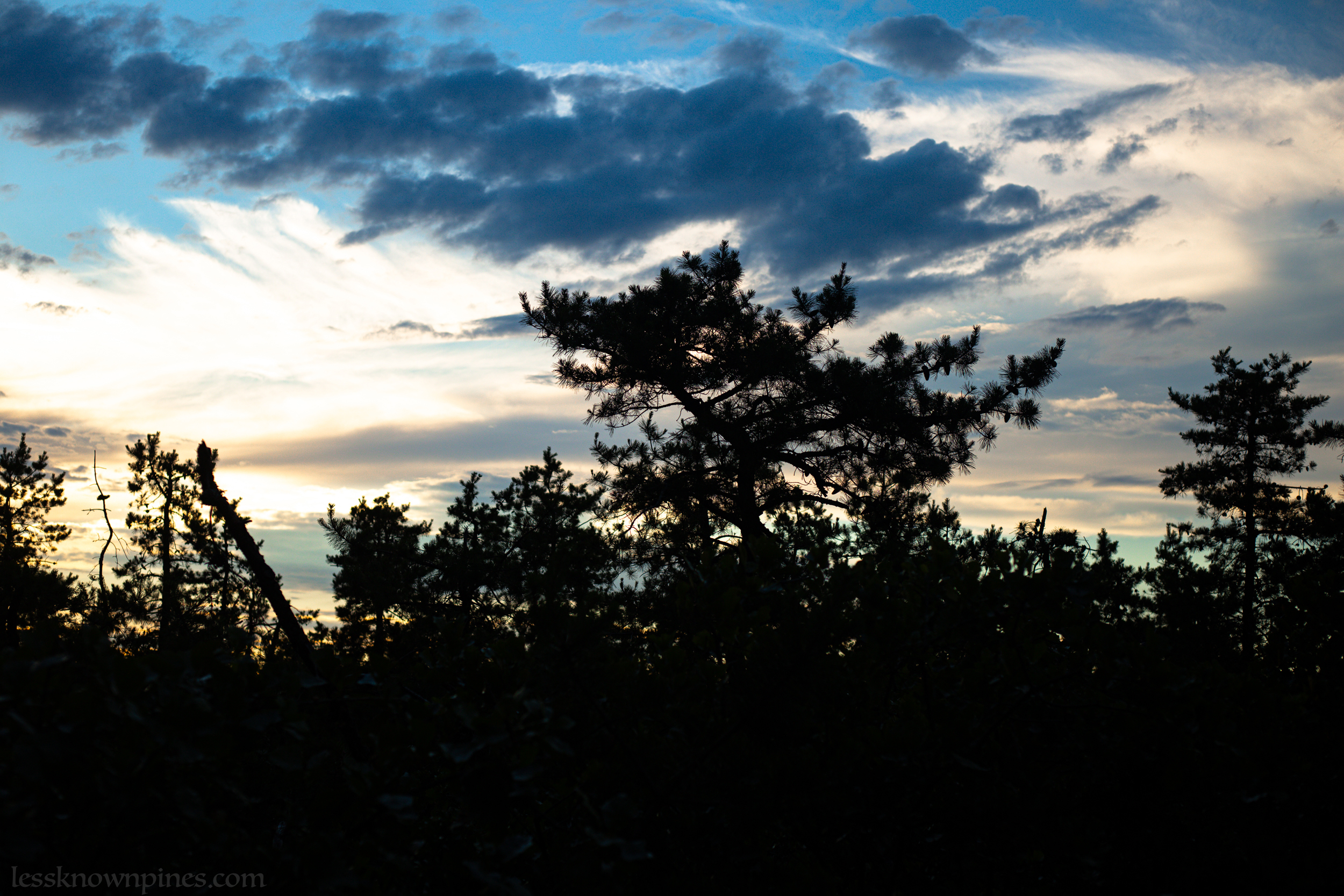 The sun begins to set over the pygmy pines