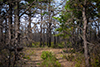 Highland burnt area thumbnail
