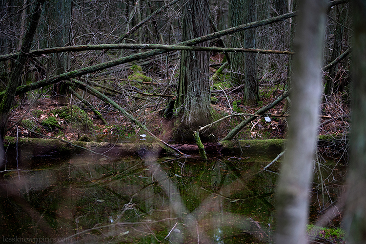 Cedar Log in Cedar Pond