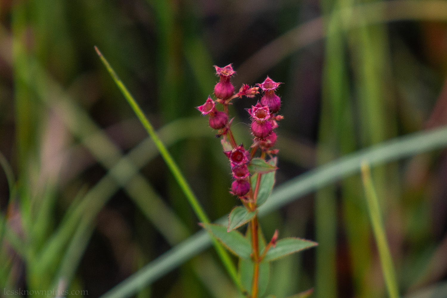 Pre-Bloomed Rhexia Virginica