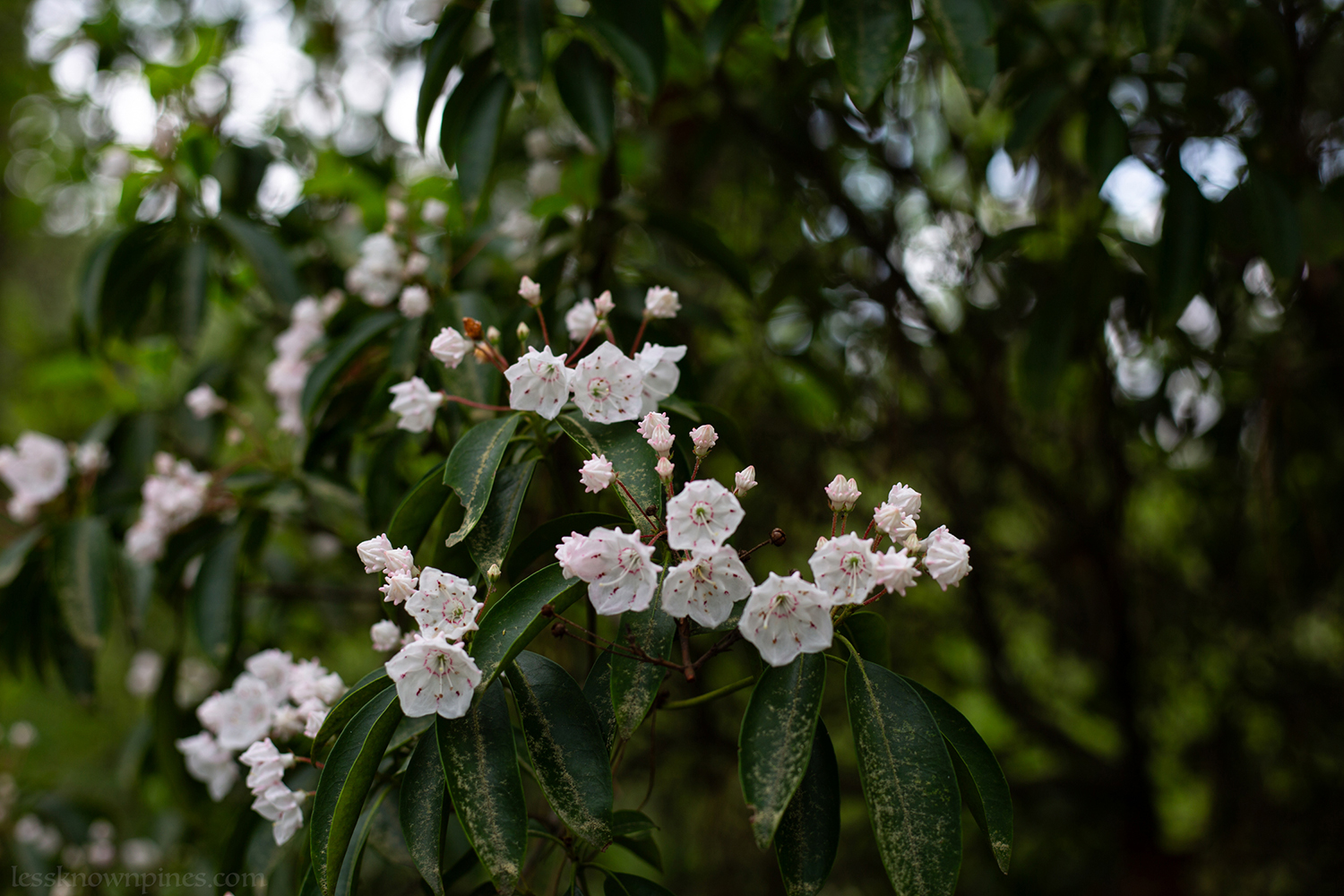 White mountain laurels