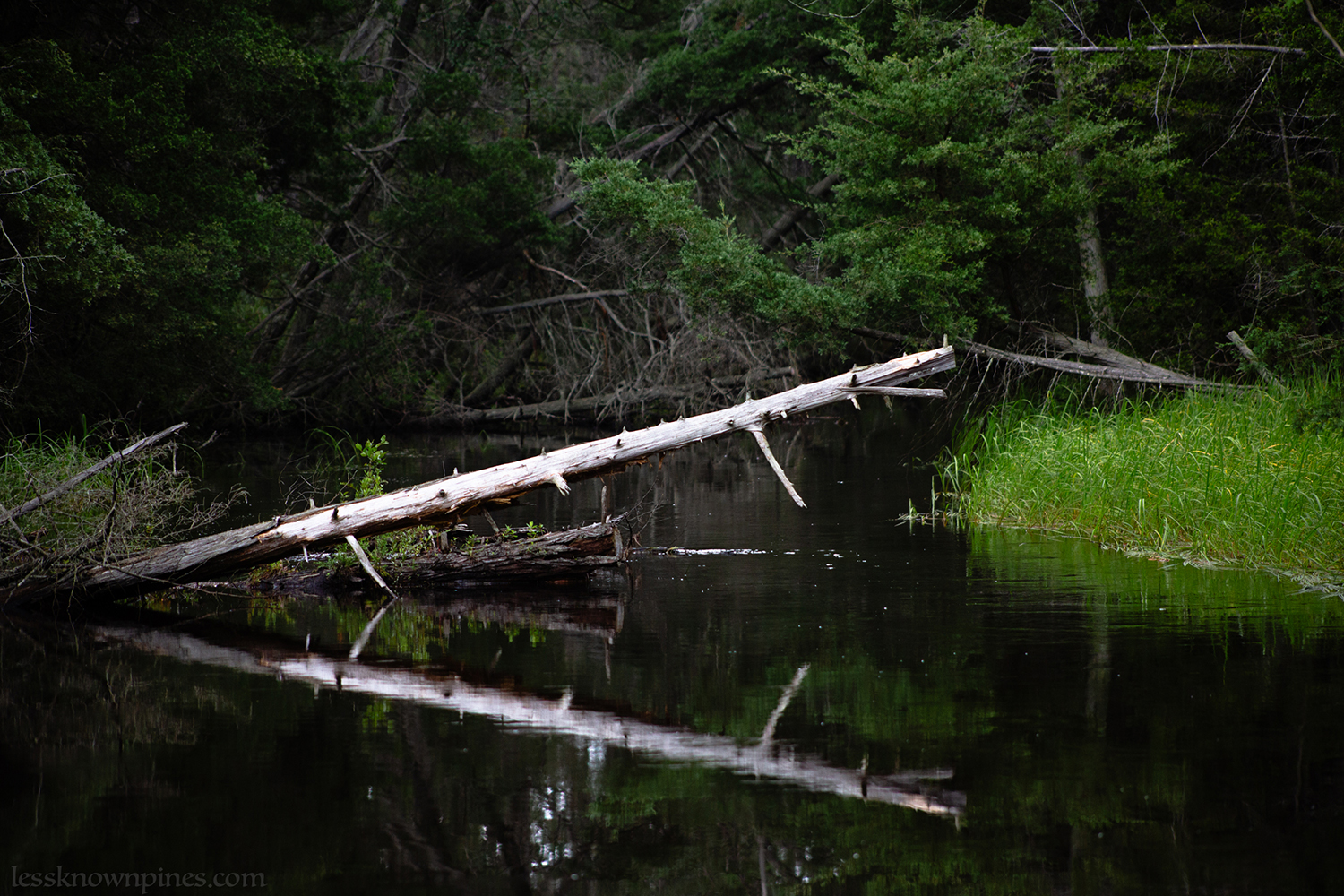 Winding-rivery-swamp