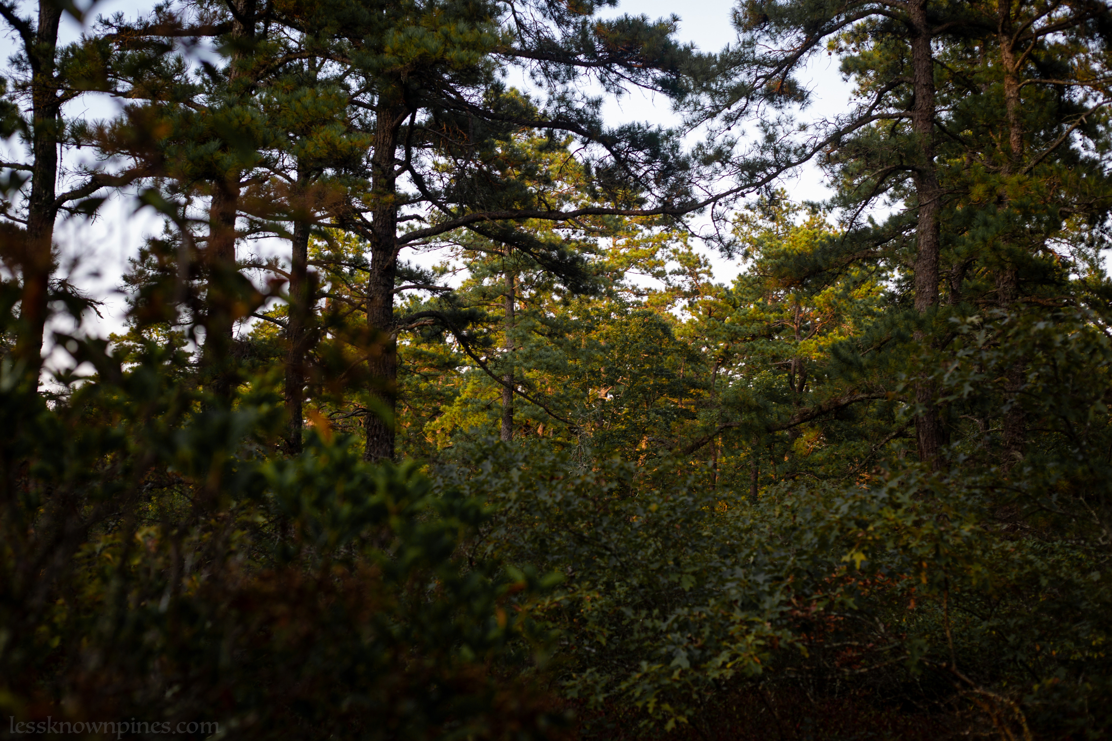 Area has more oak than pine