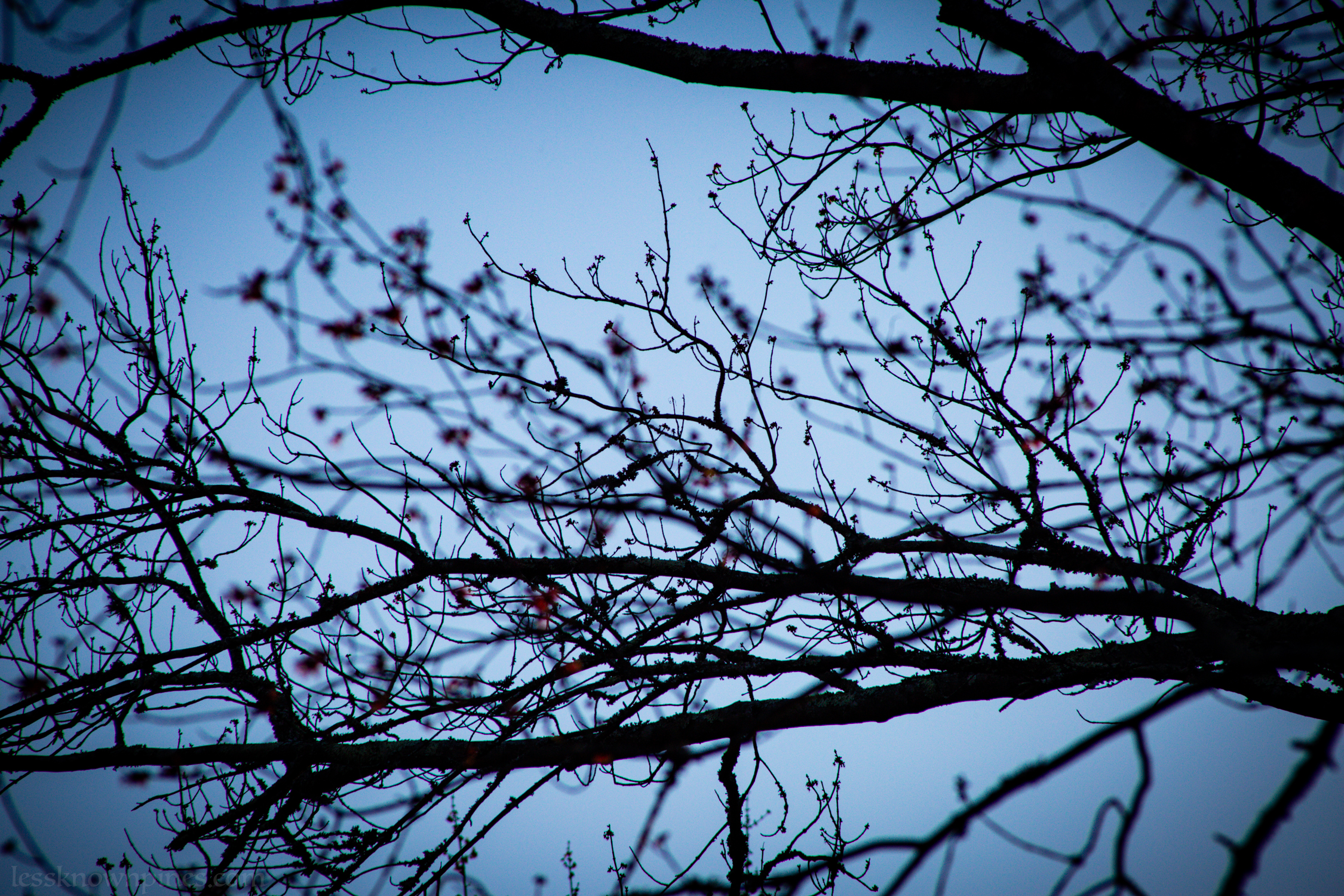 Black gum blooms early spring