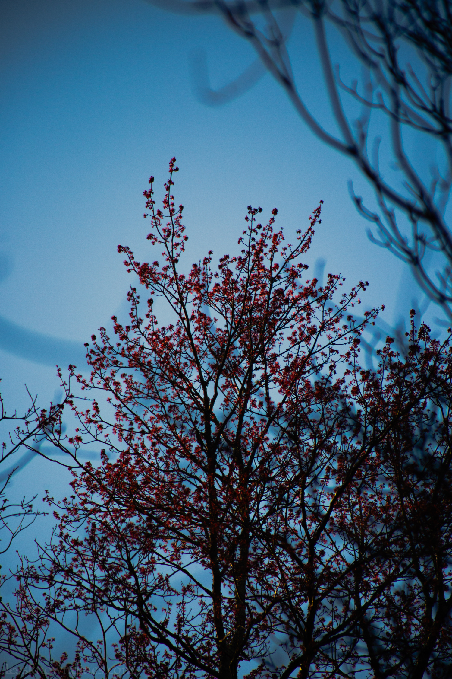 Black gum blossom