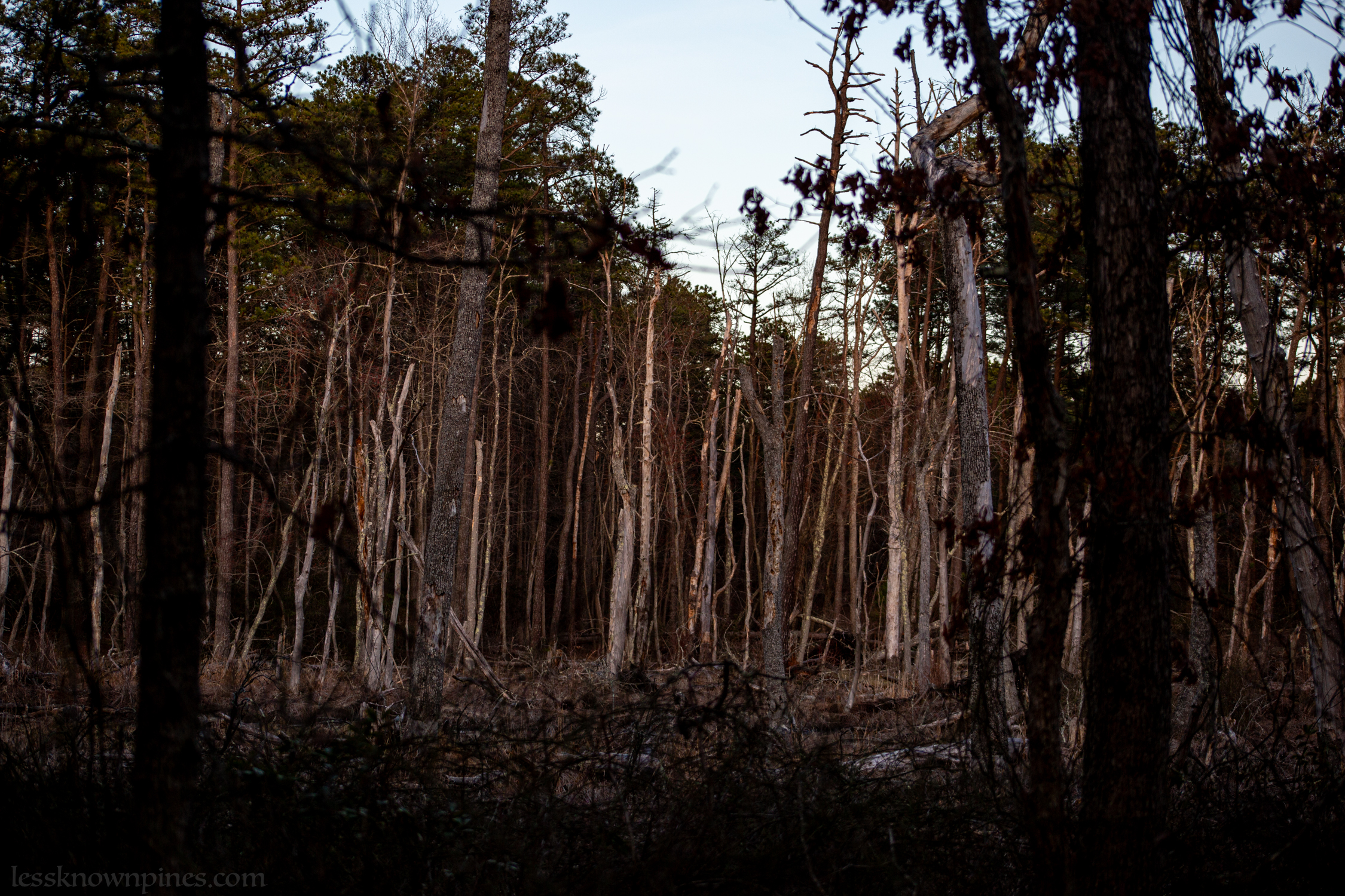Dead hardwood forest