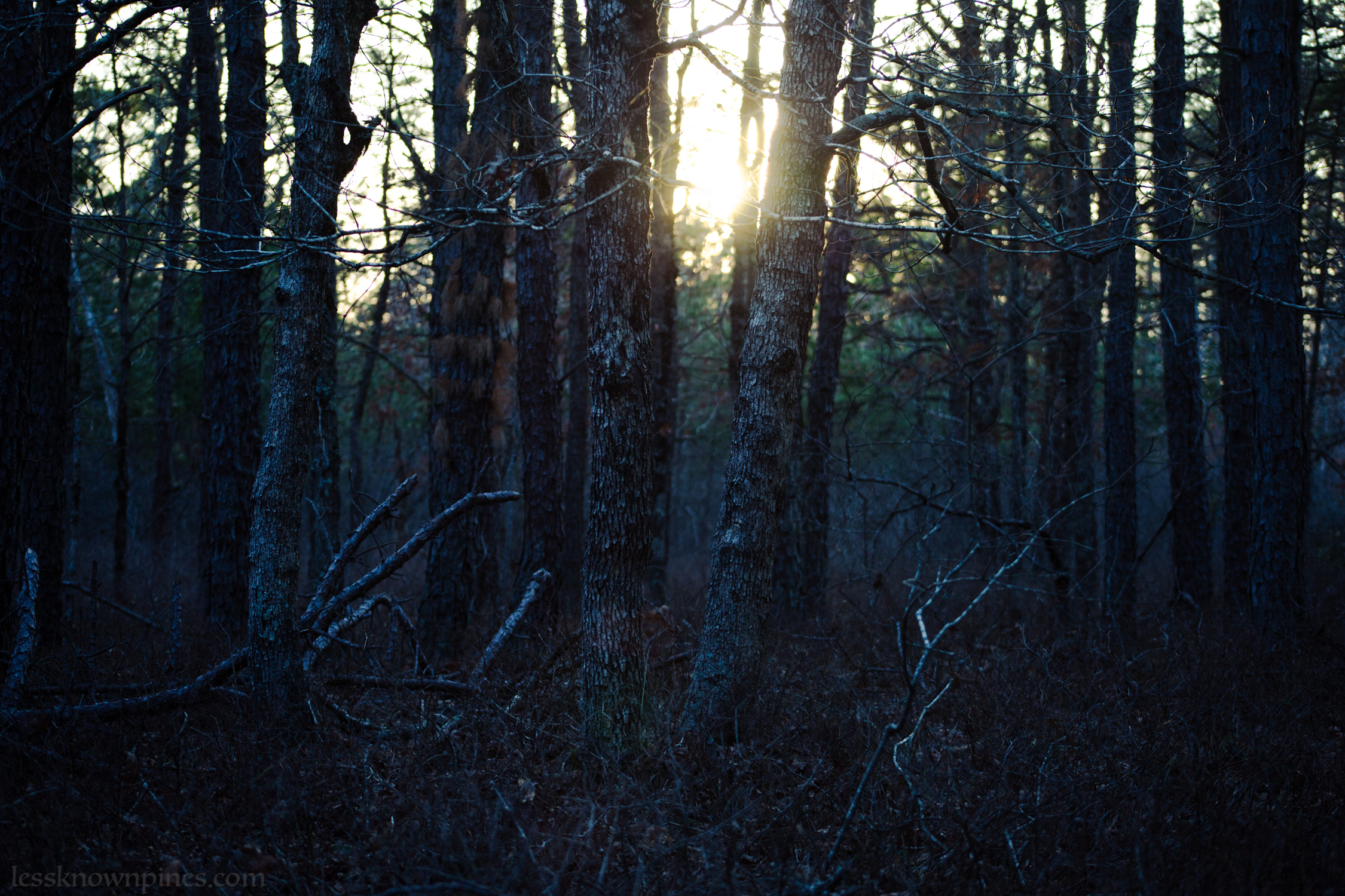 Depths of Michael Huber Preserve