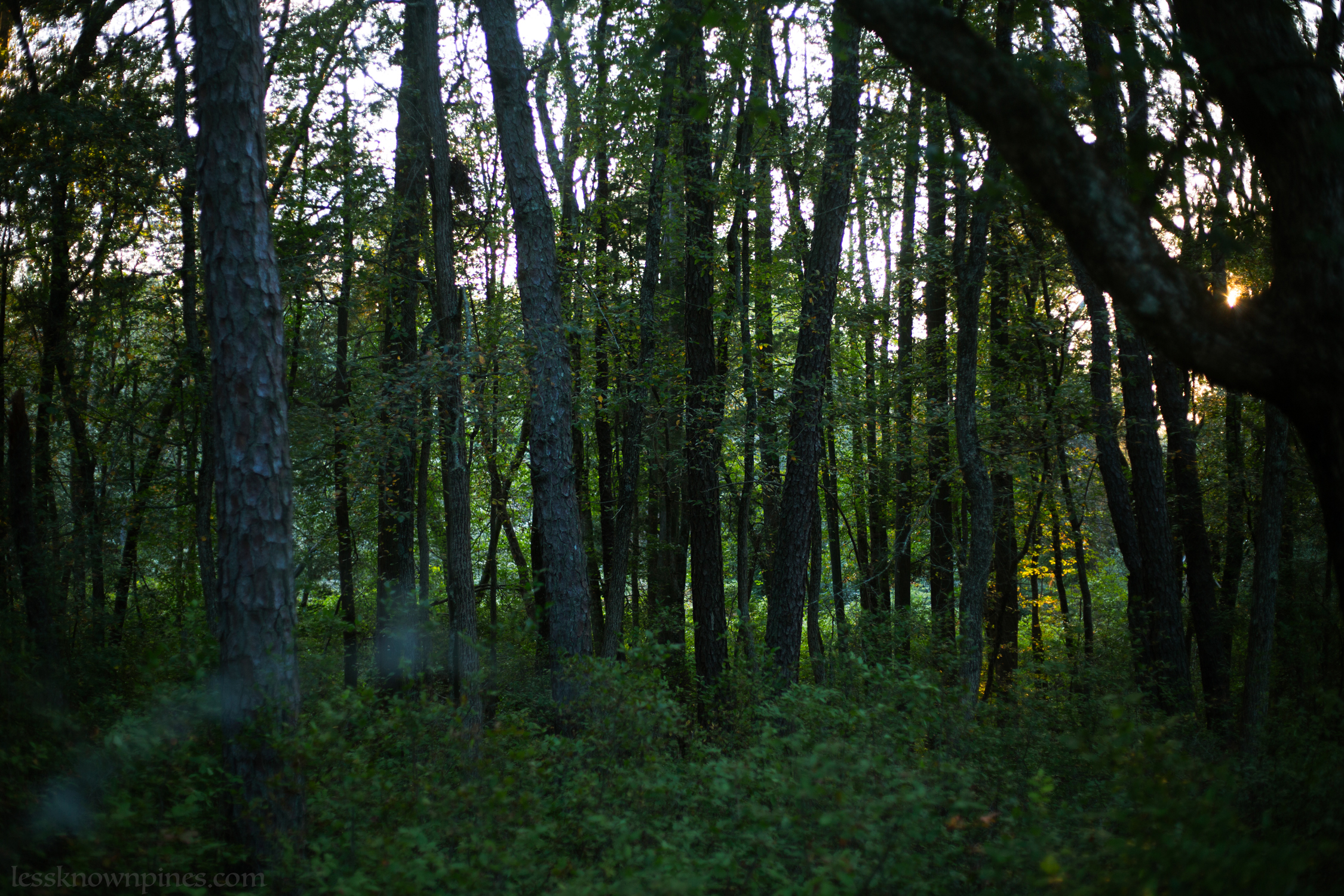 Evening see through forest