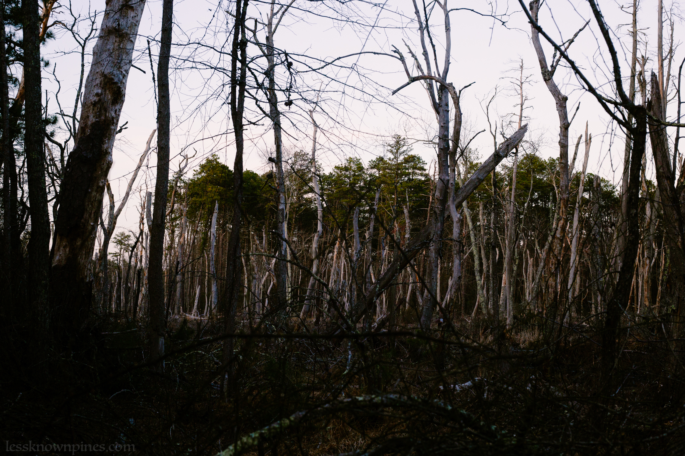 Evening ghost forest
