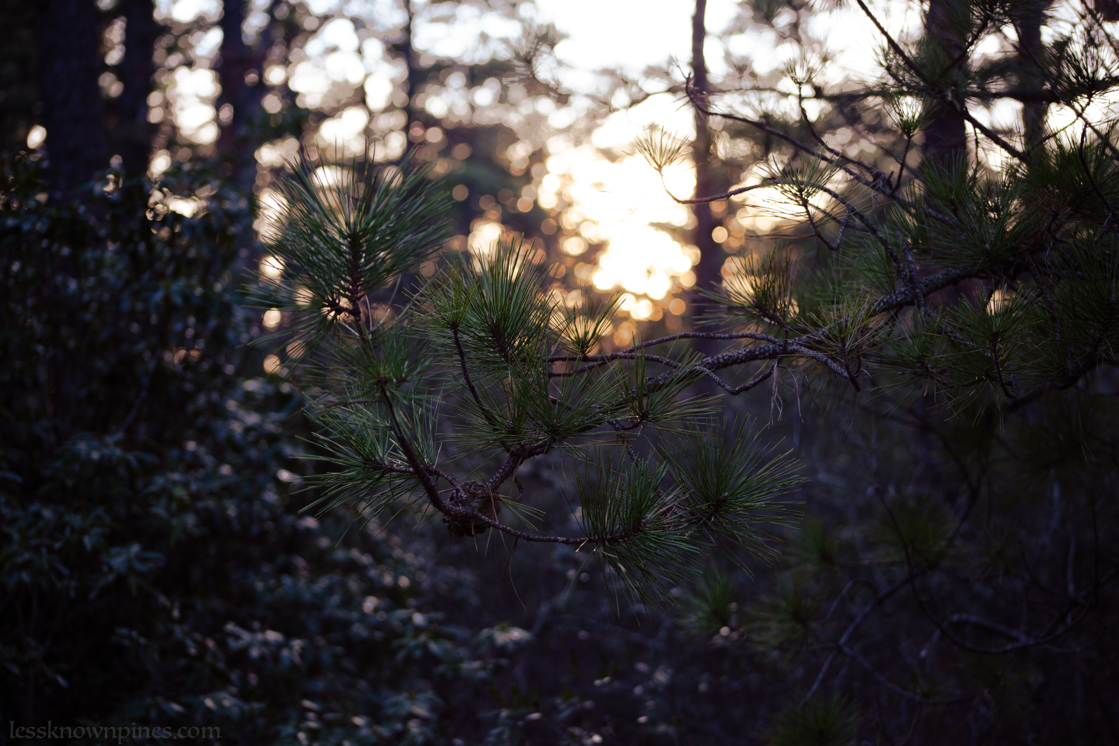 Evening pitch pine branch