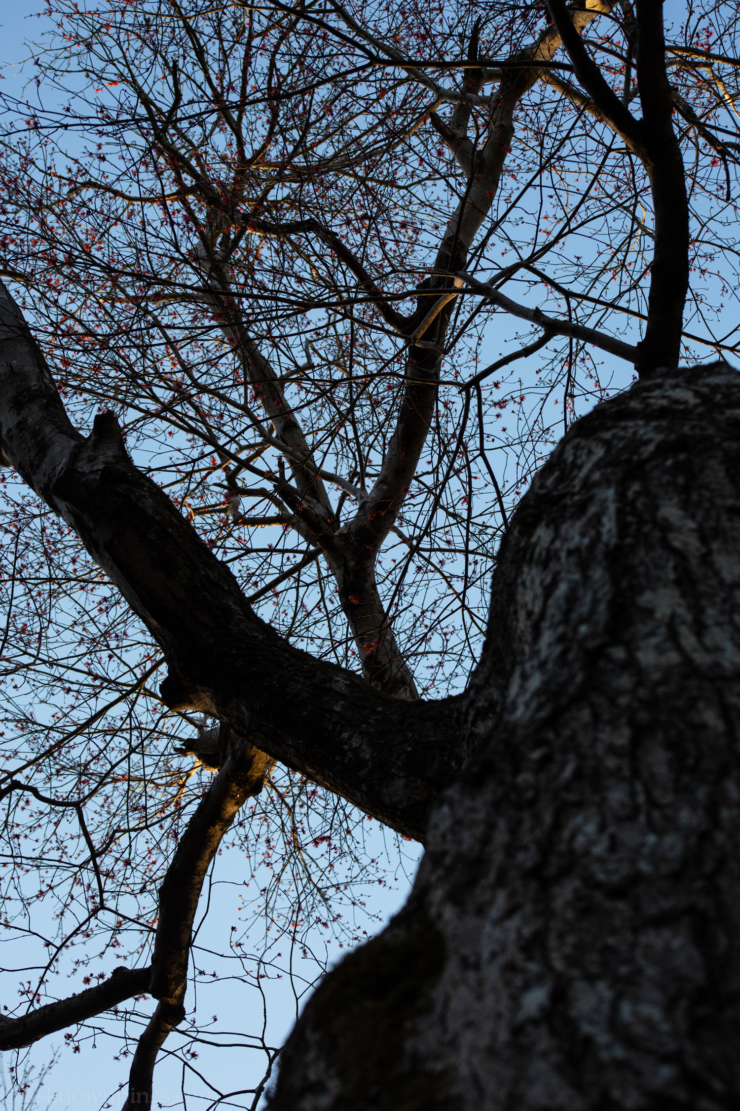 Black gum bloom early spring