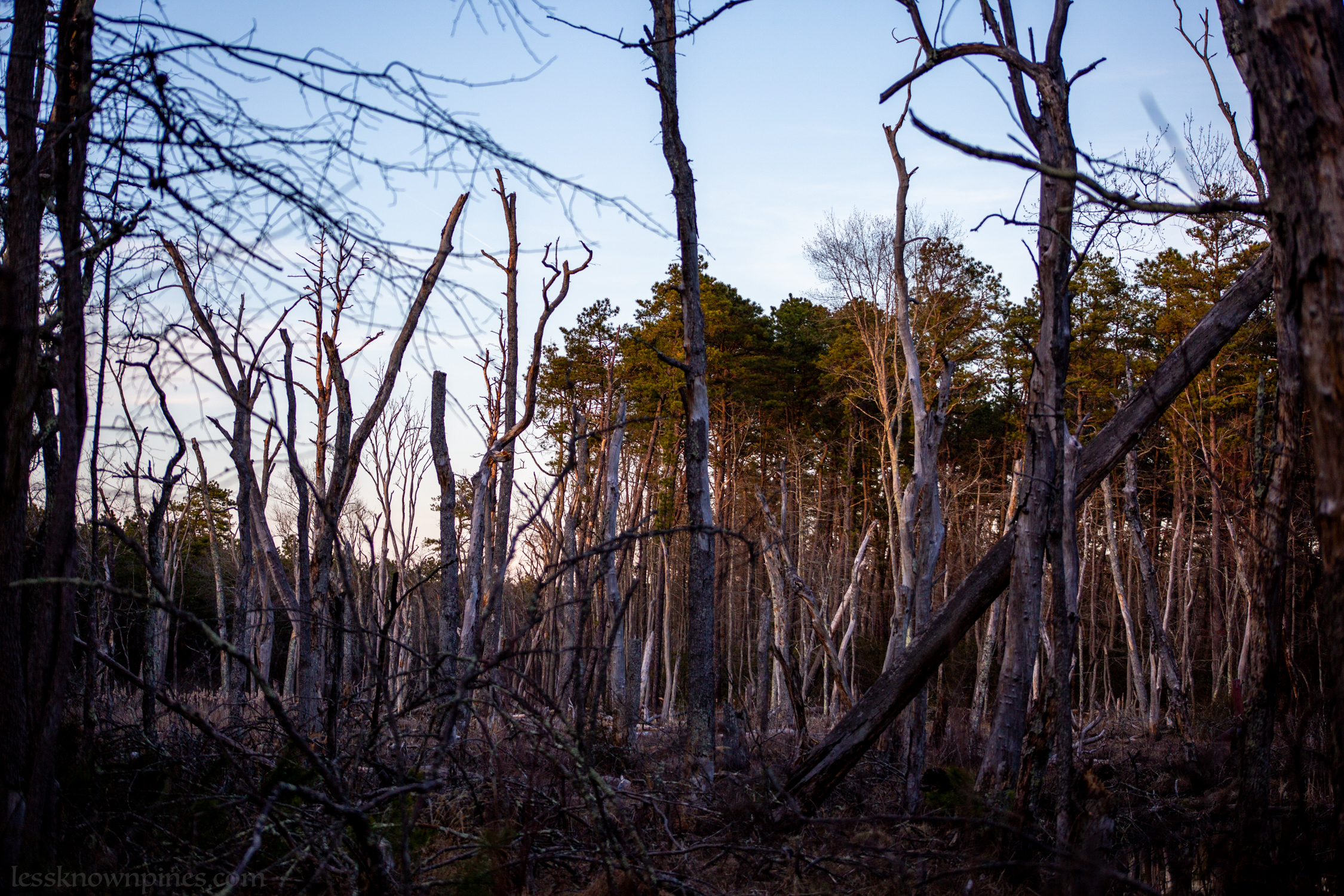 Hardwood remains