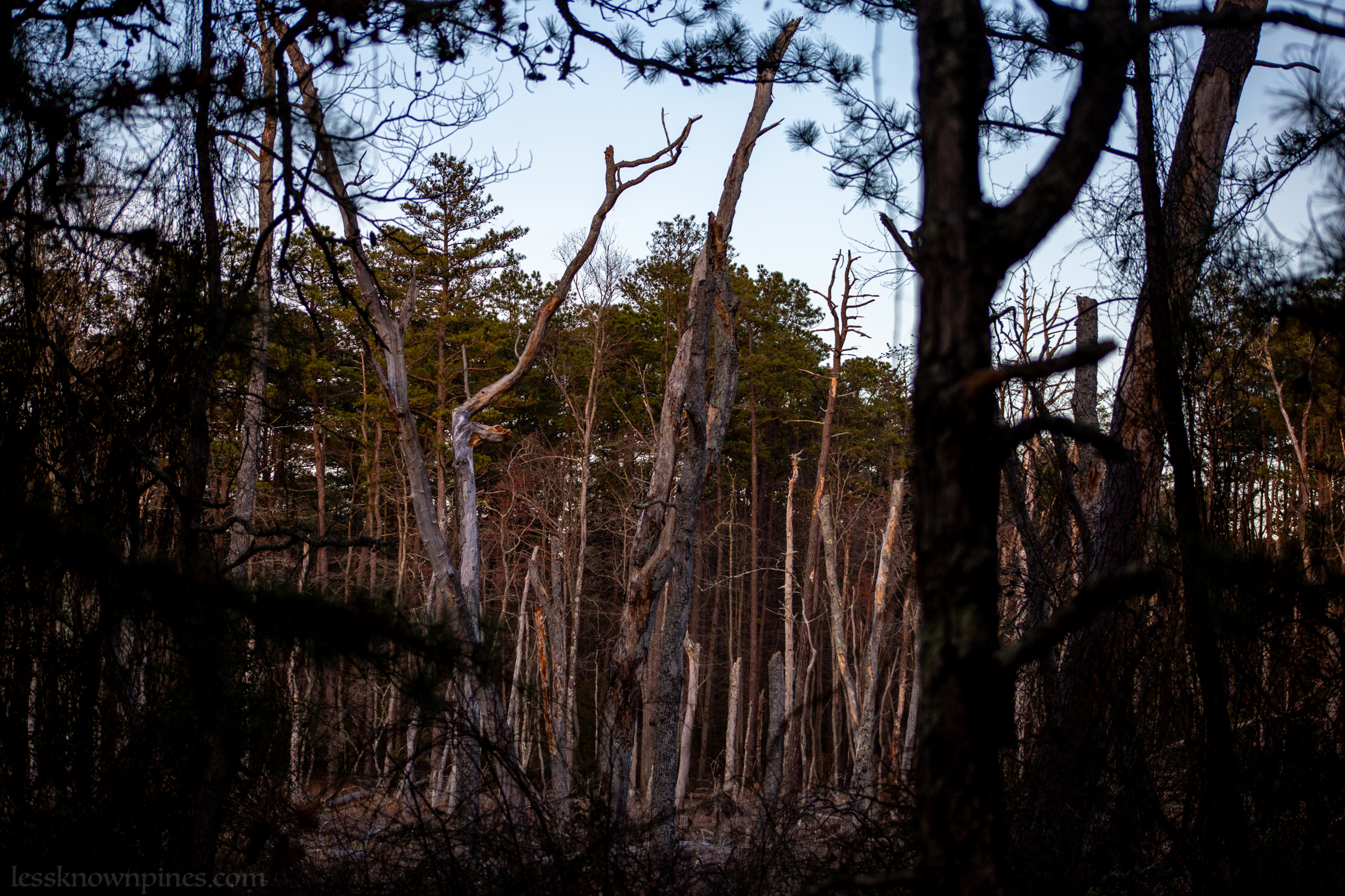 Hardwood remains