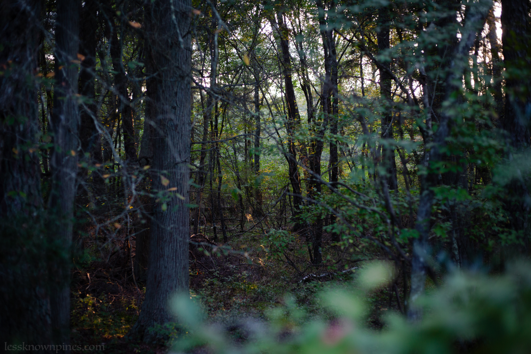 Lowland blackgum wooded forest