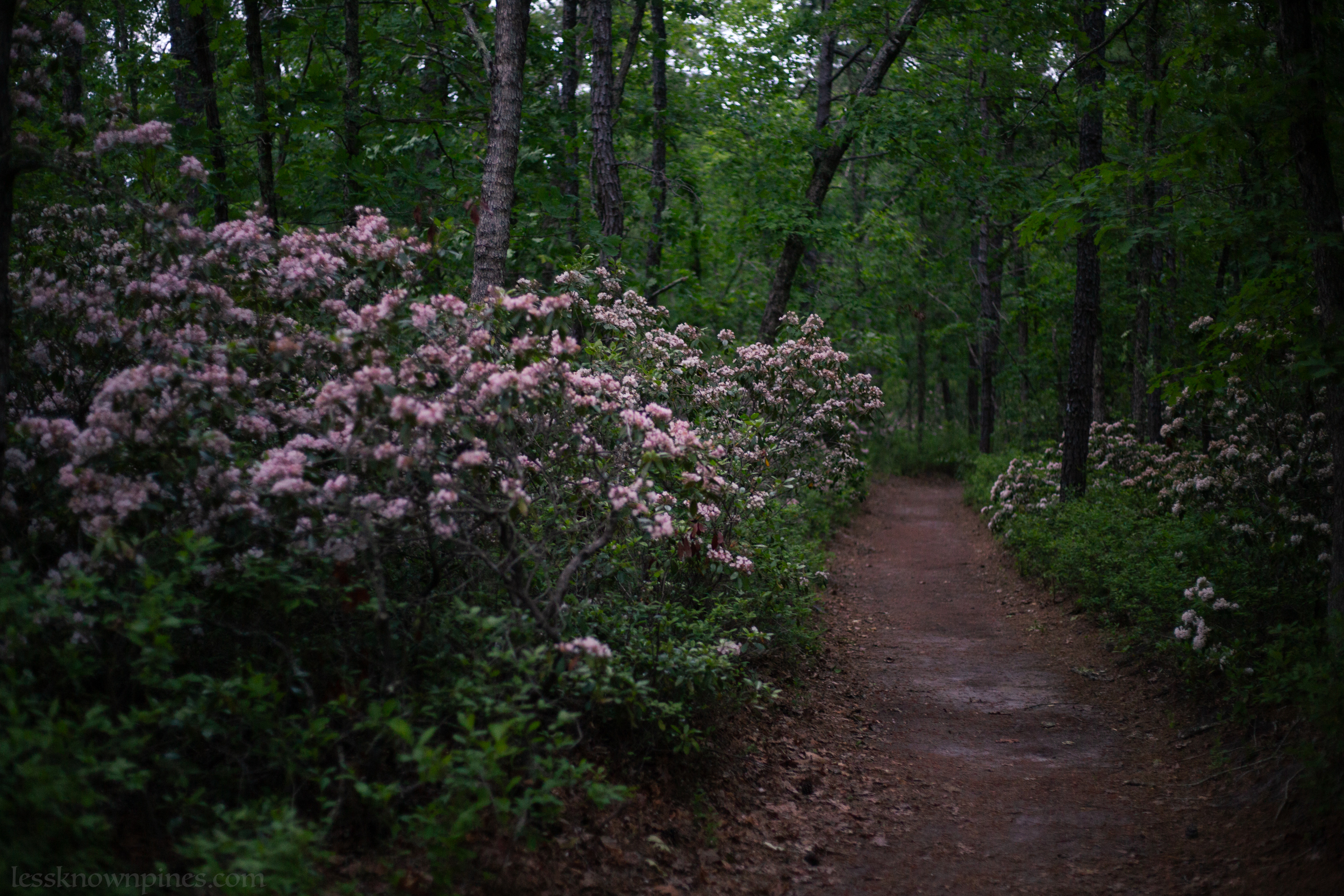 Mountain laurel trail