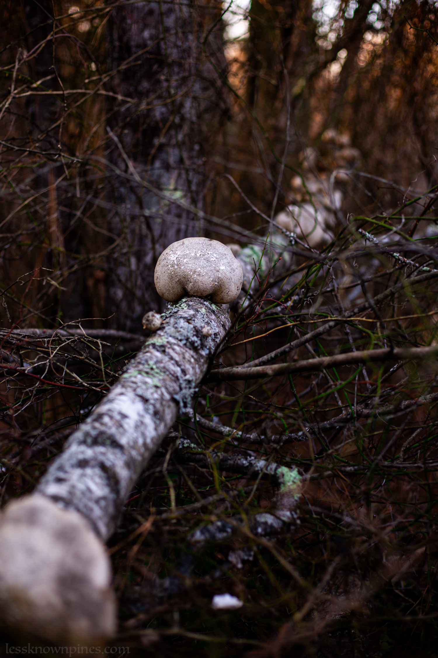 Mushroom on dead branch