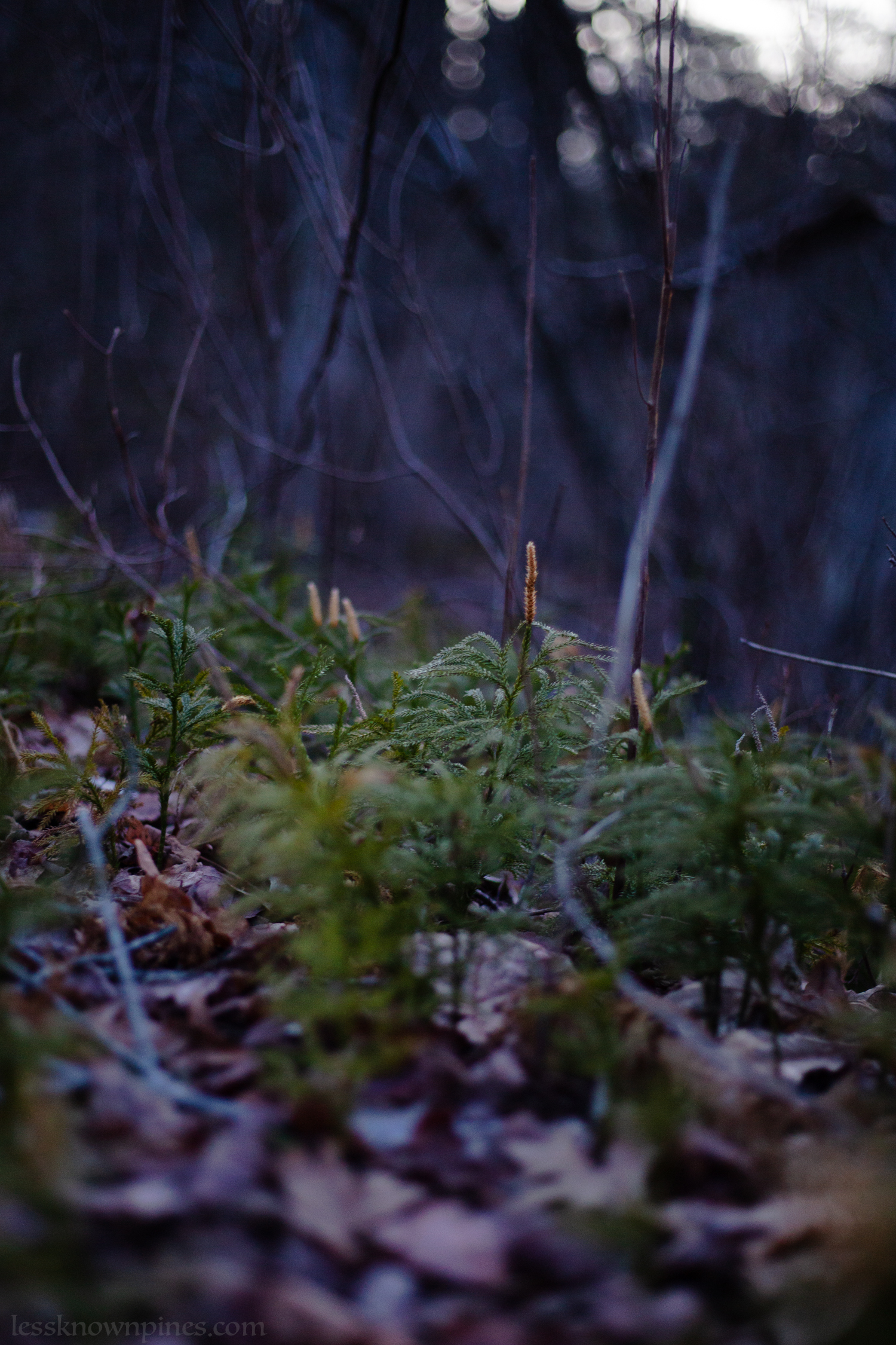Natural pine sapling