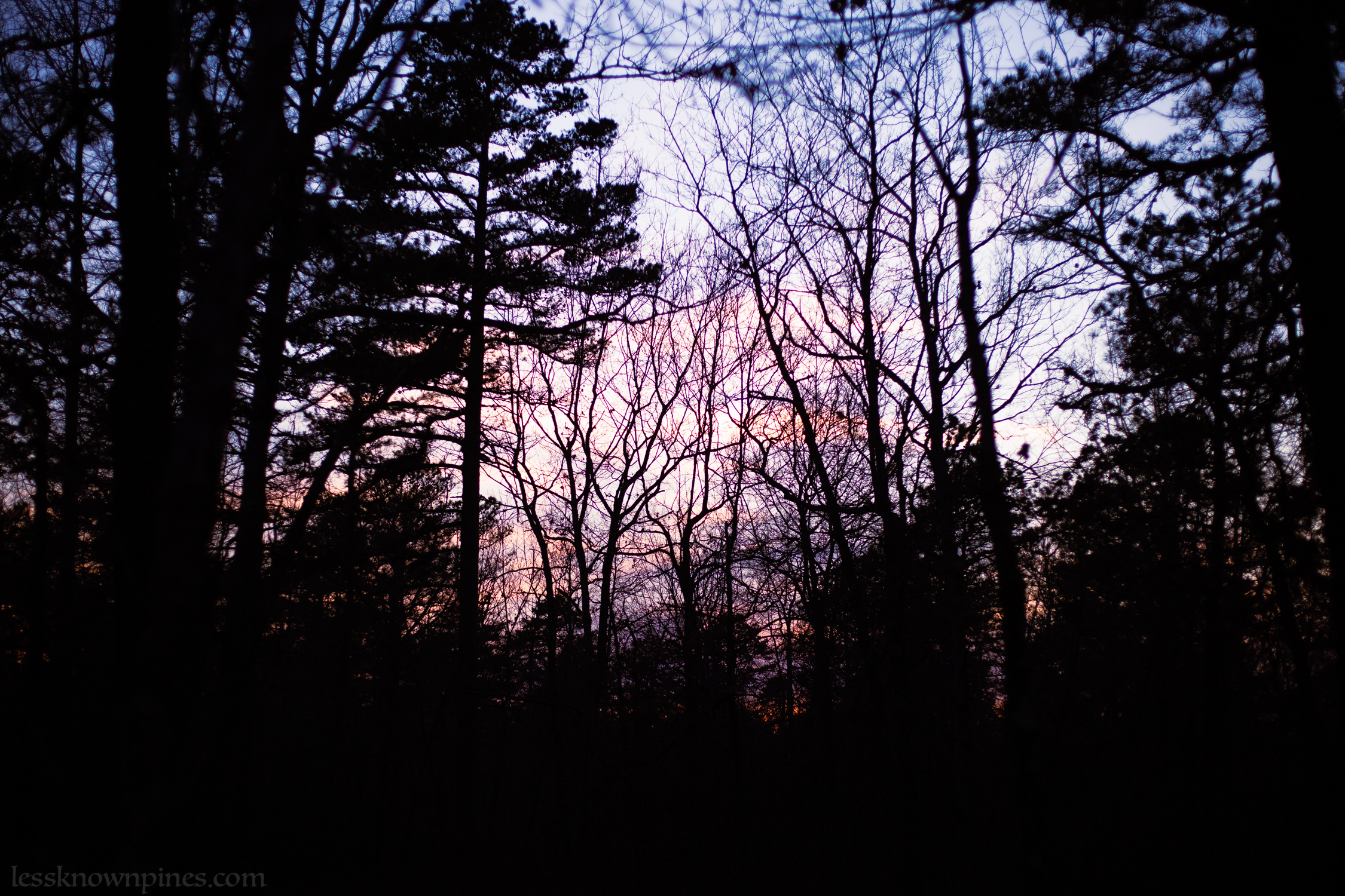 Pine hardwood woodland
