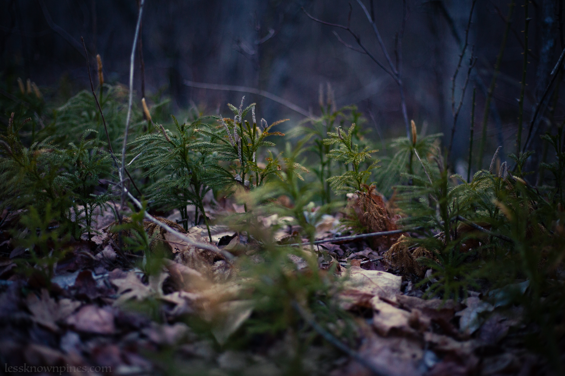 Sprouting tree growth
