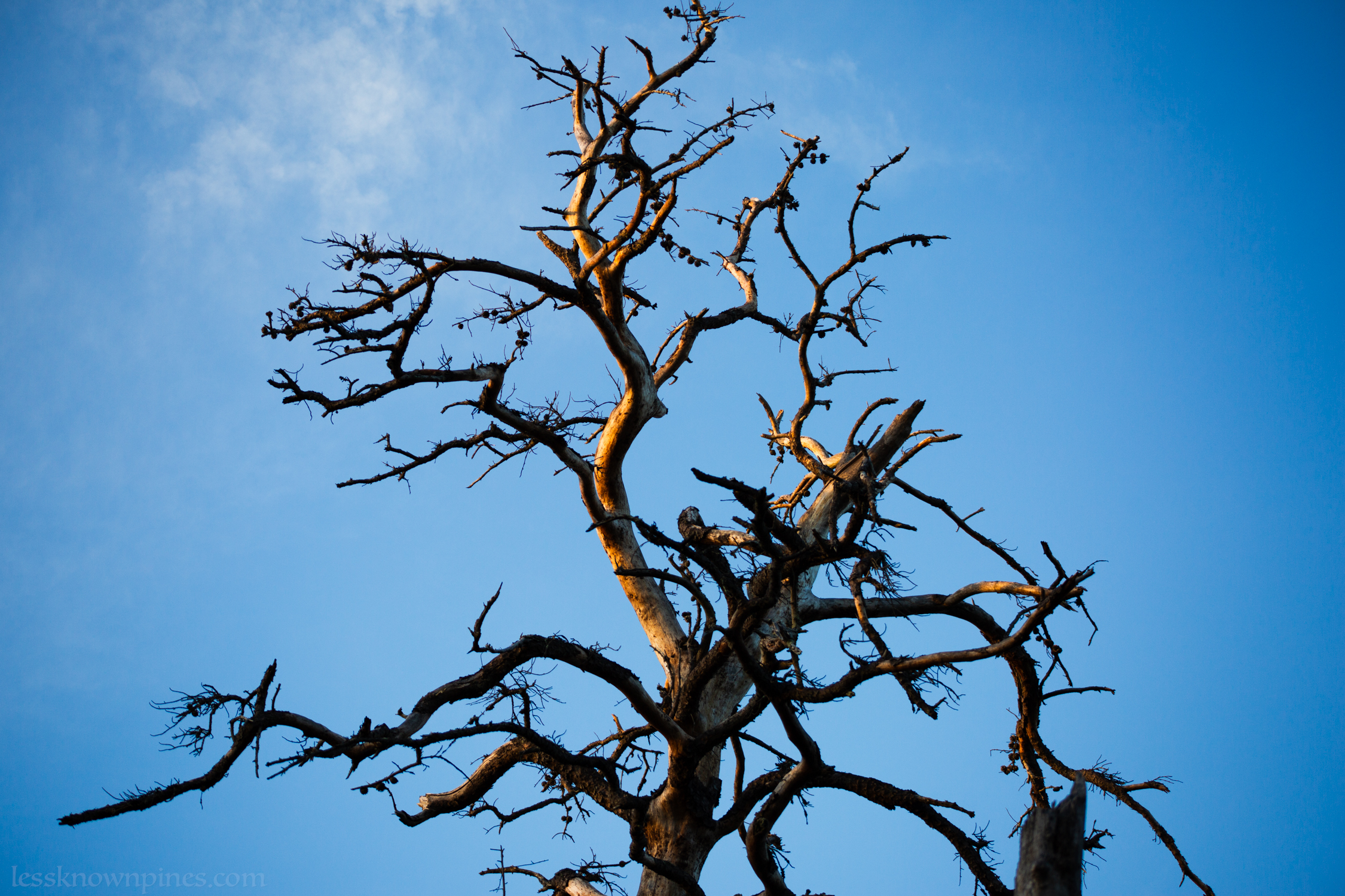 Tree skeleton
