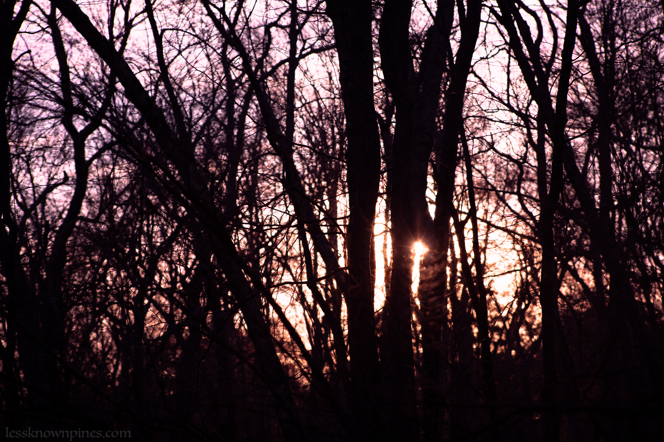Twilight hardwood forest