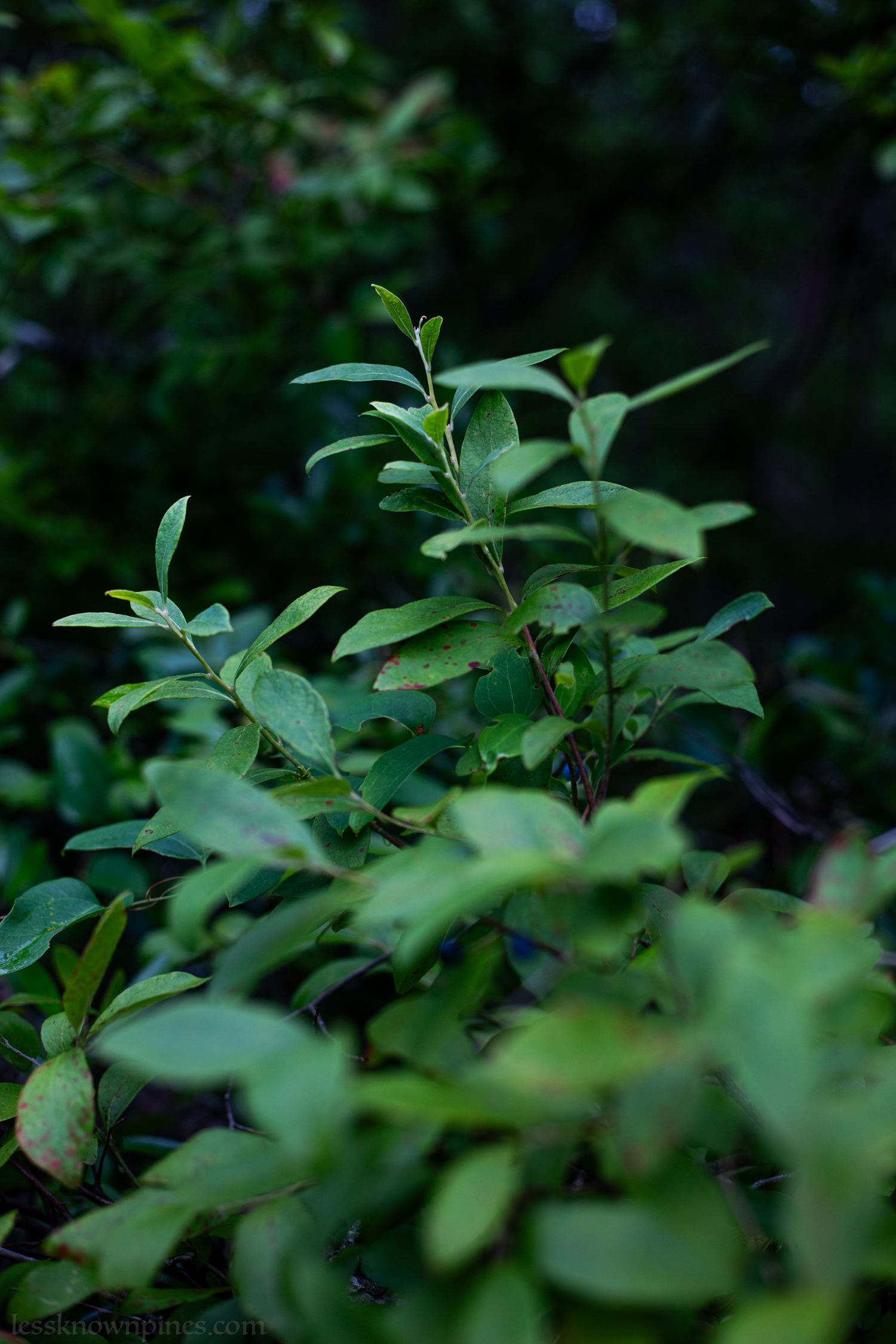 Black huckleberry bush