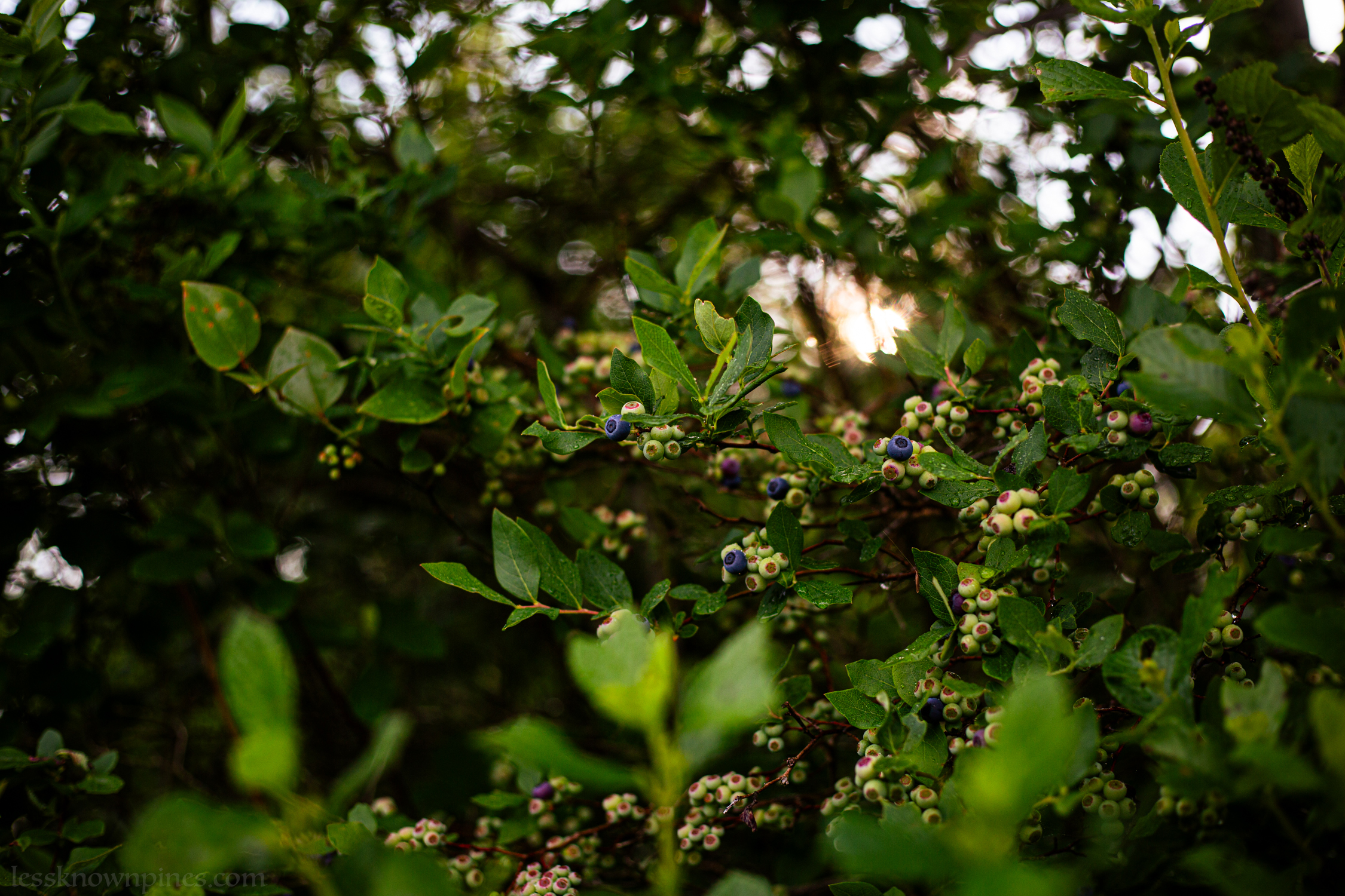Early bloom of blueberry bush