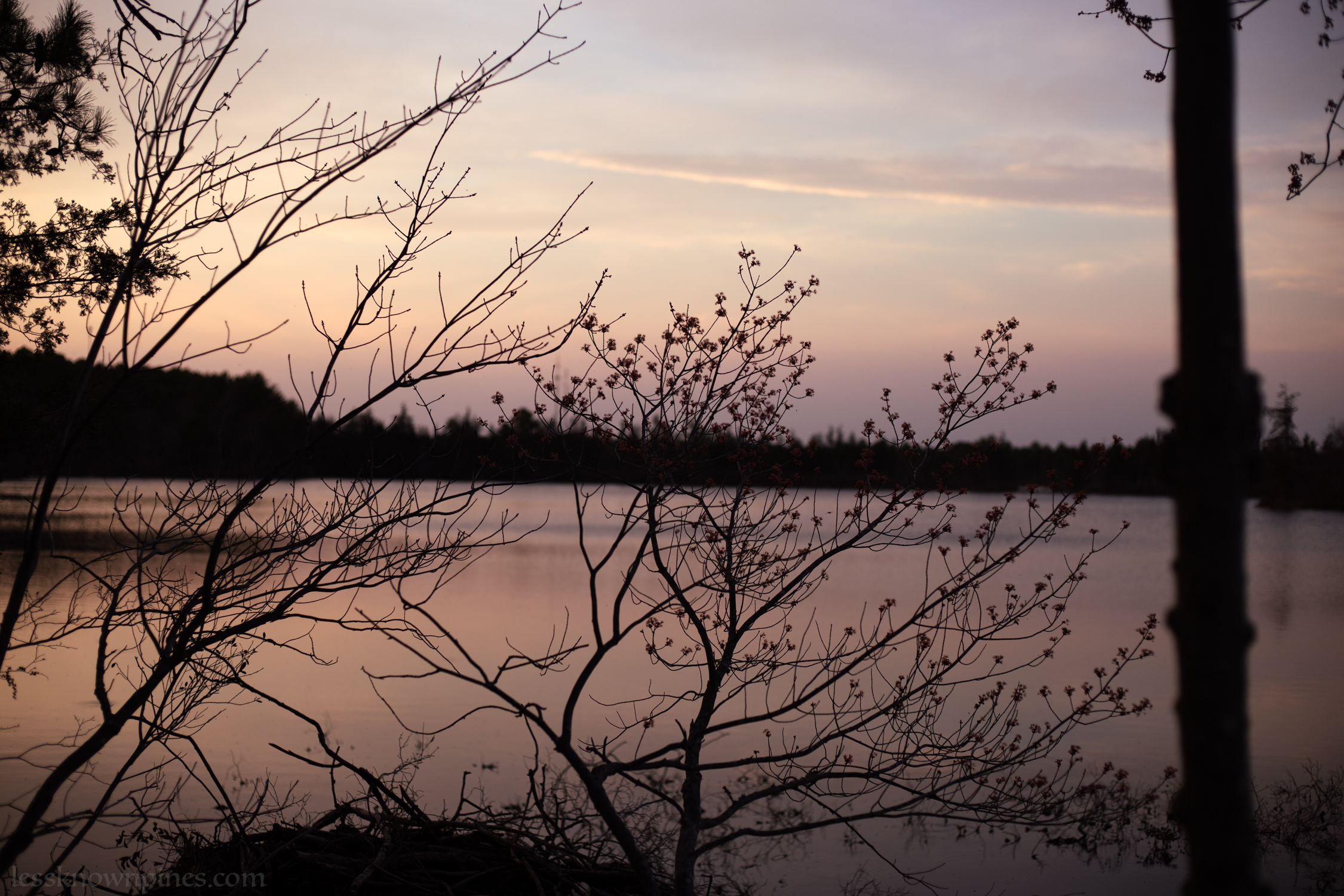 Blossoms at pond