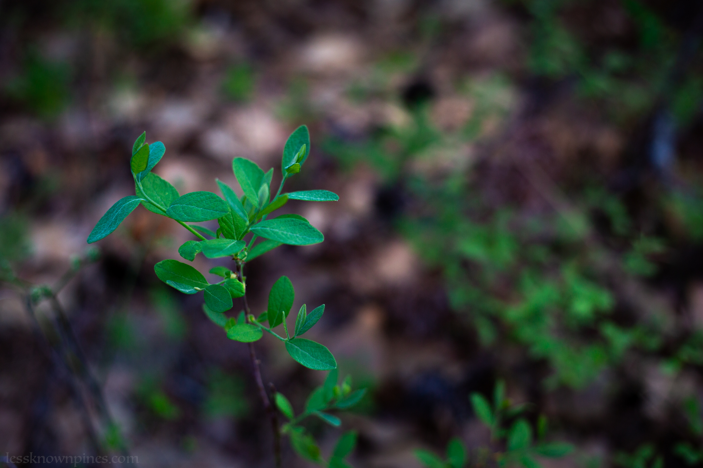 Lowbush blueberry bush in late dormancy