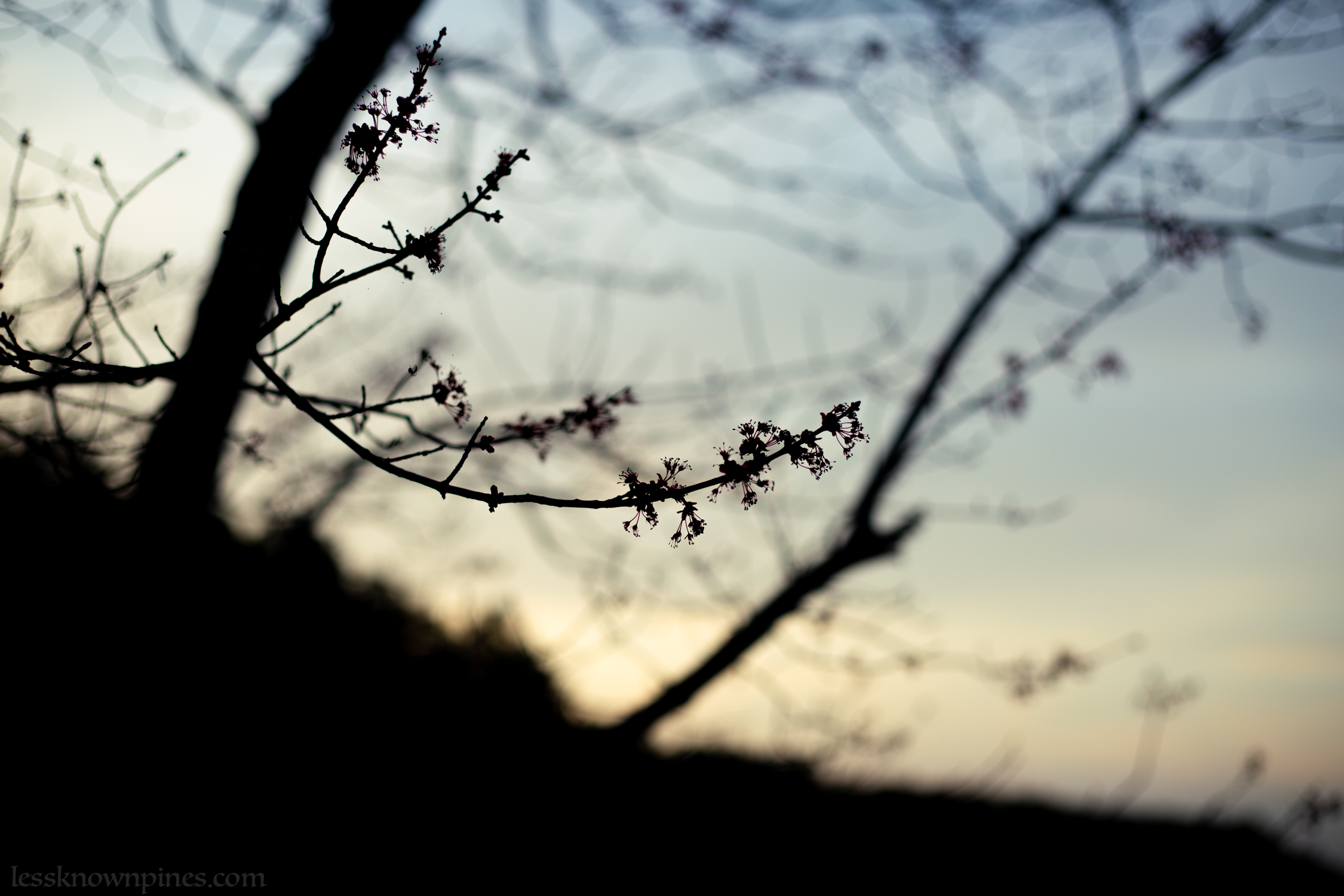 Branch blossom