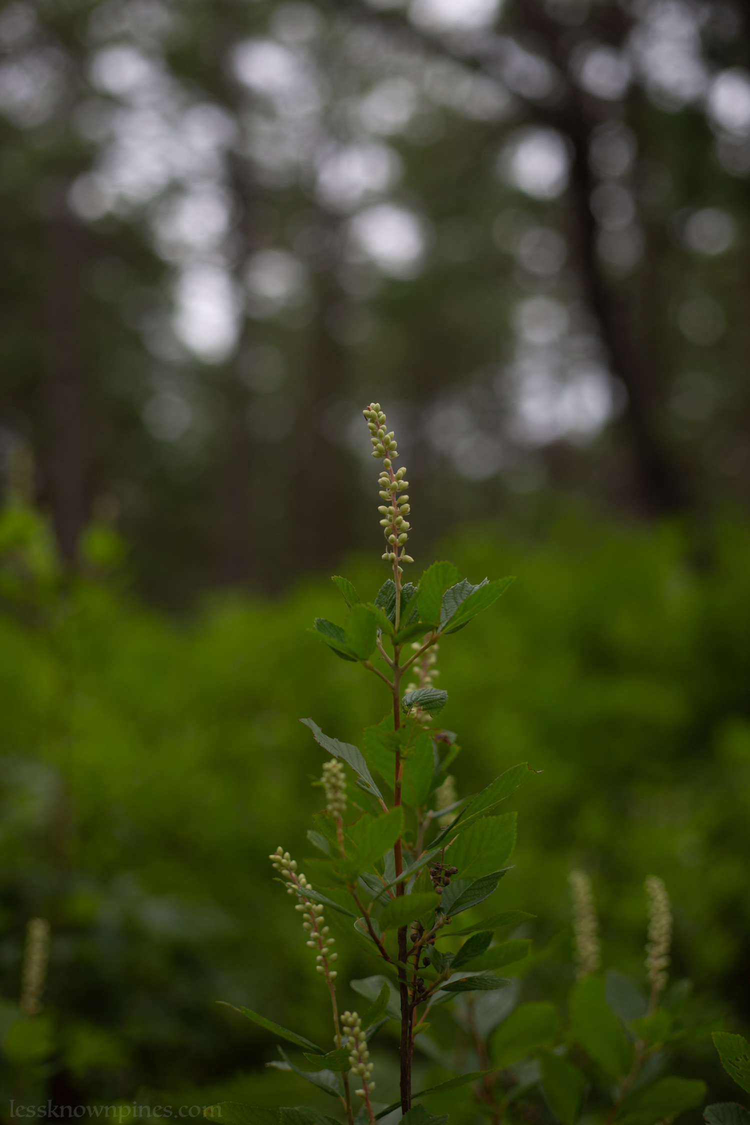Budding sweet pepperbush