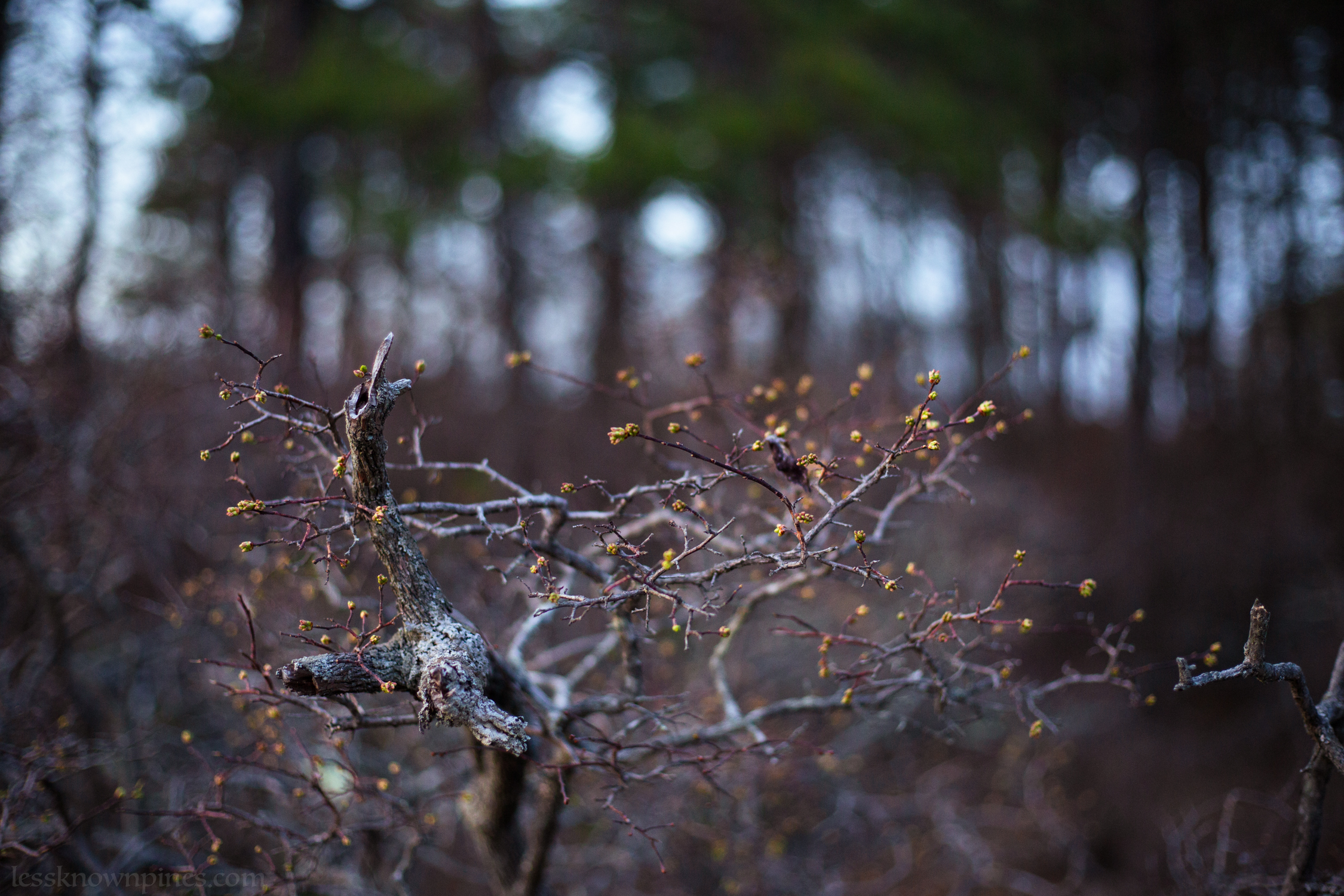 Budding tree