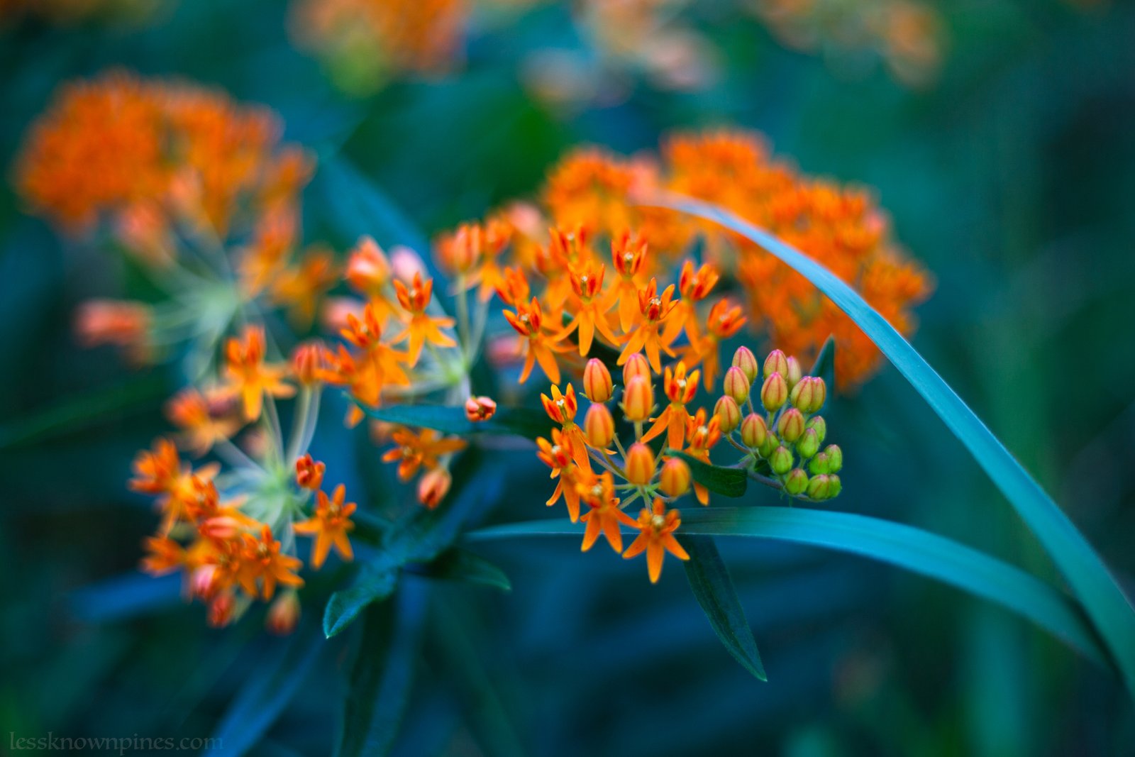 Butterfly weed