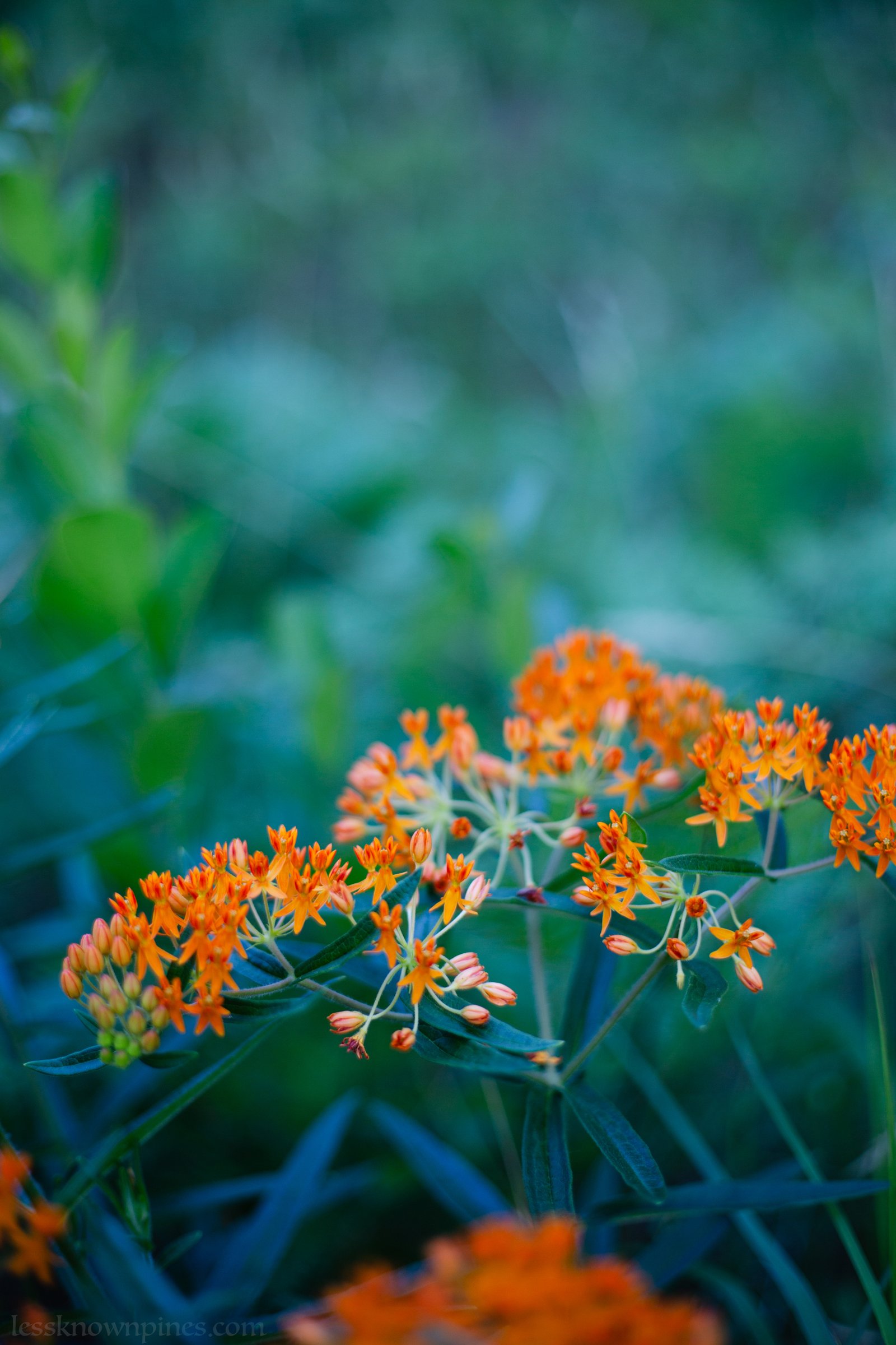 Butterfly weed