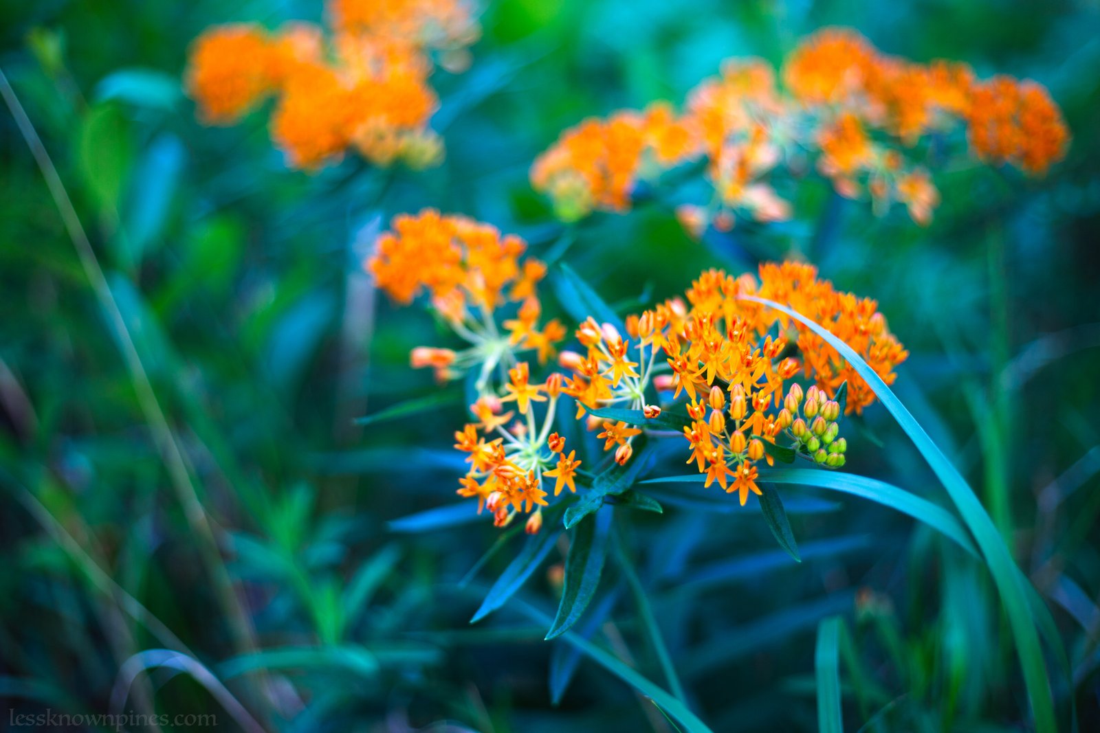 Butterfly weed bush