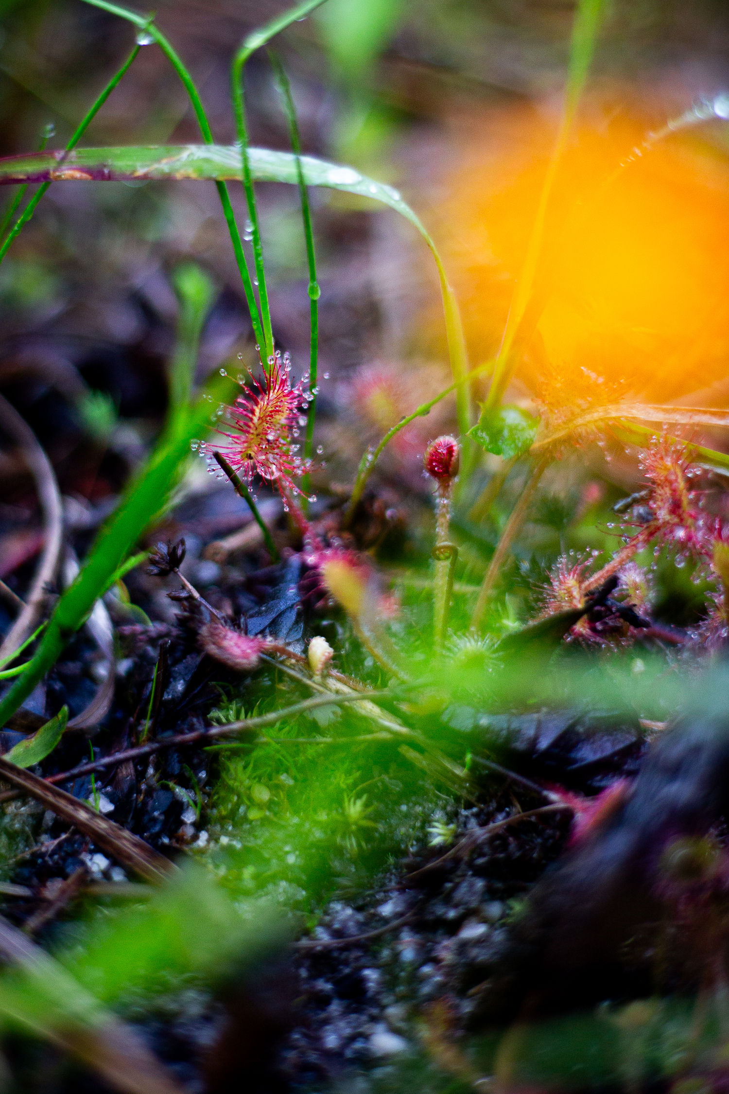 Carnivorous sundew