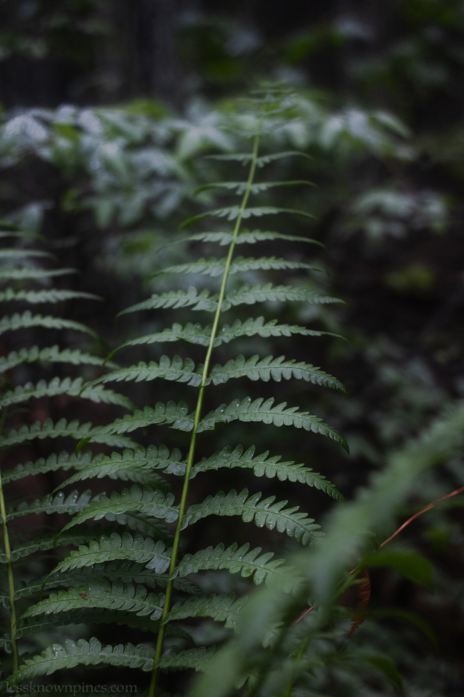 Cinnamon fern